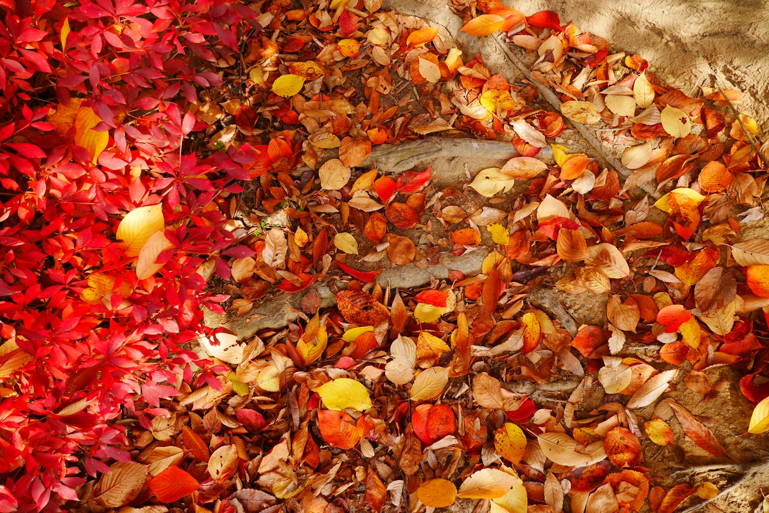 Scène d'automne avec des feuilles rouges et orange vibrantes éparpillées au sol