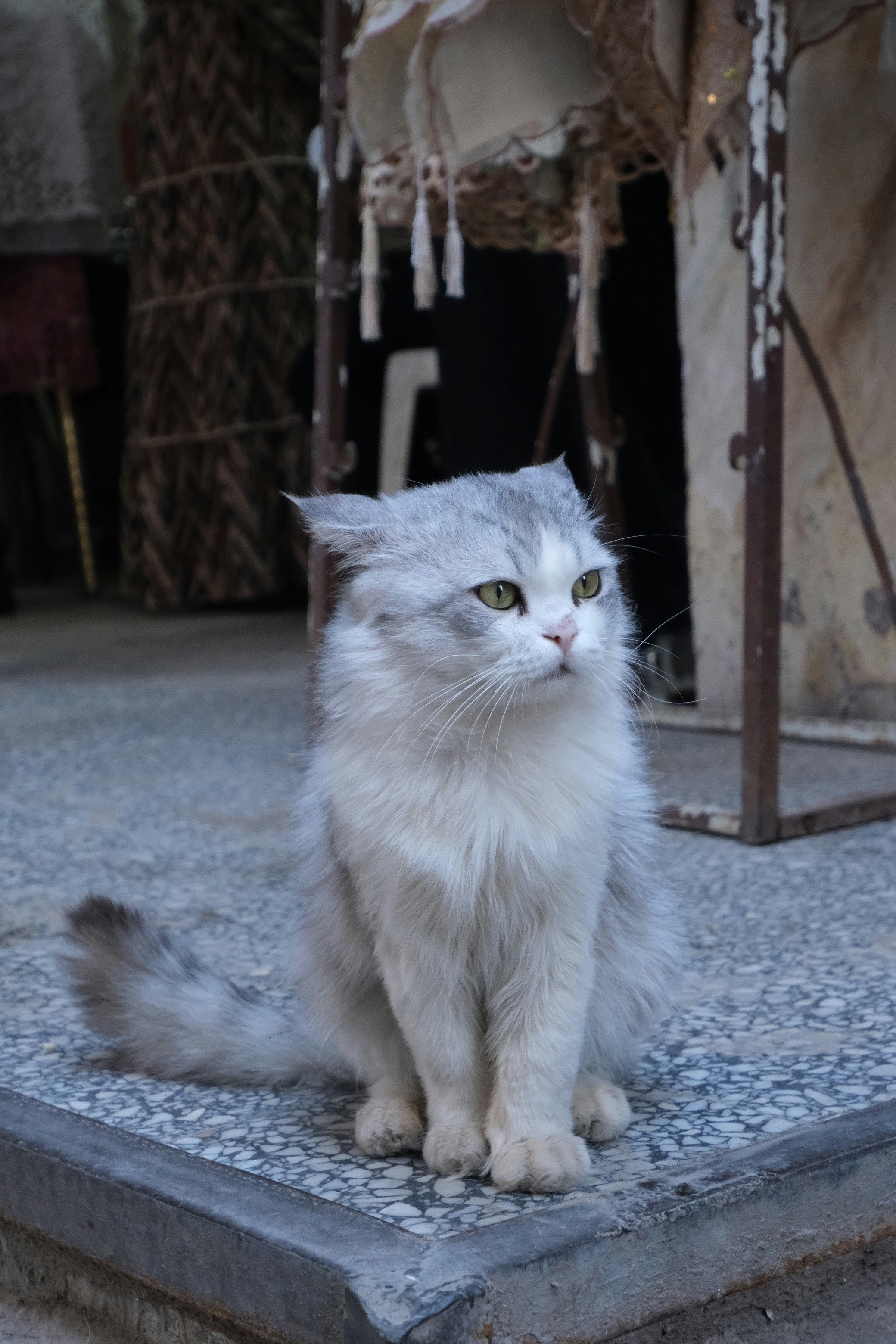 路地の石段に座る白い猫