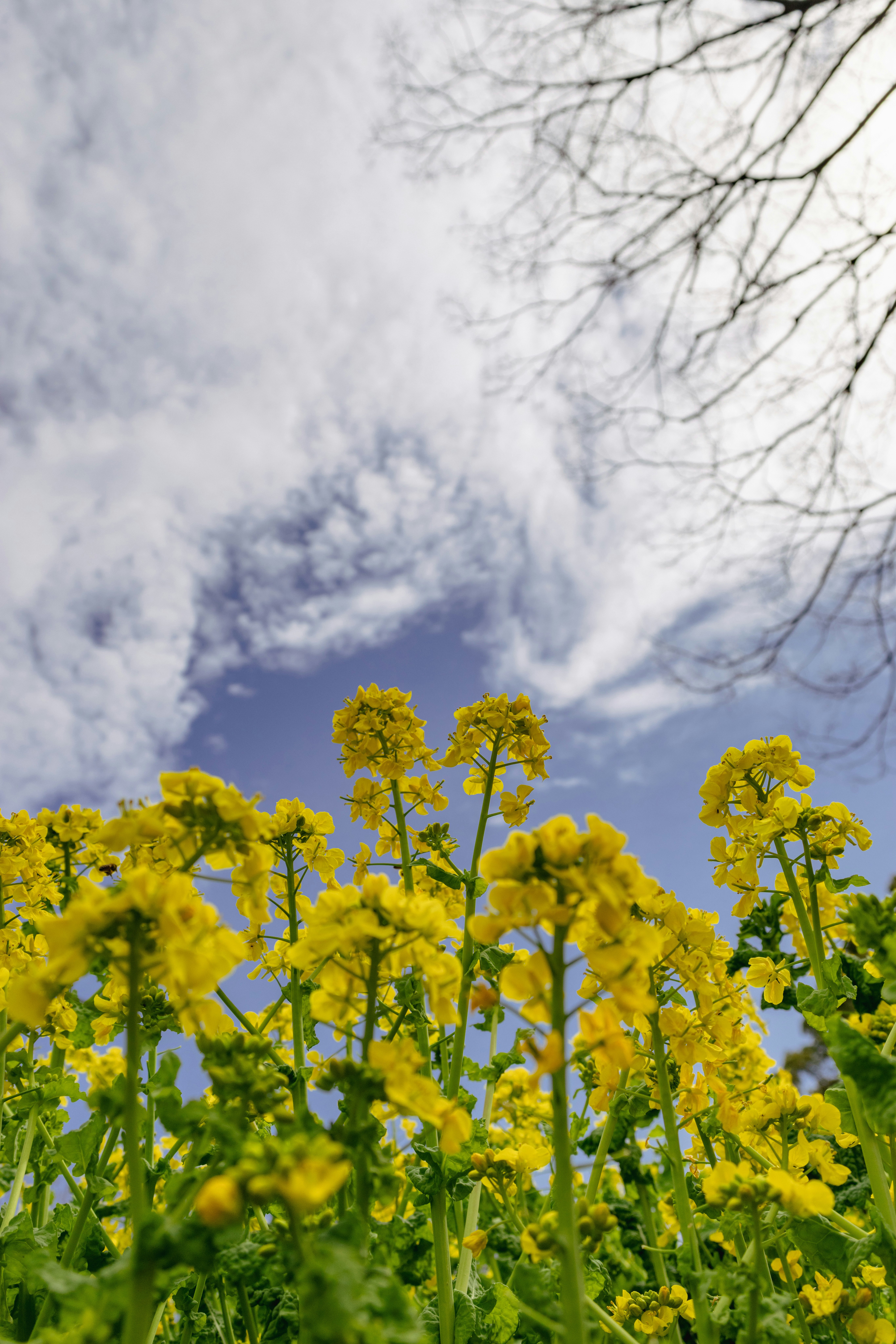 菜の花畑と青空の見上げ景色
