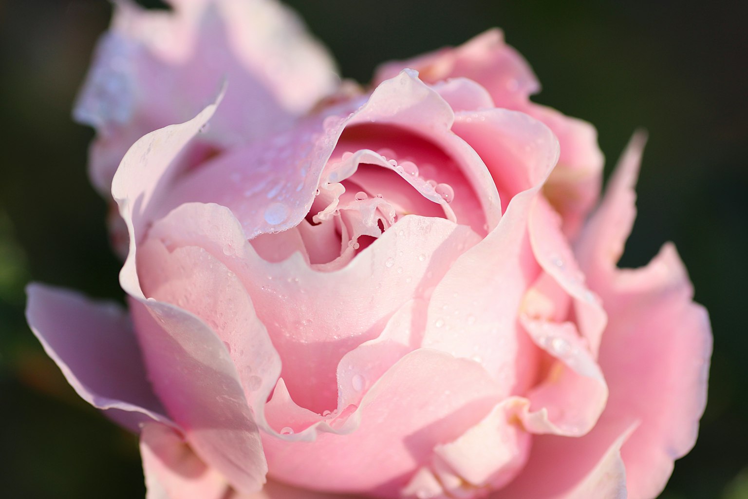 Gros plan d'une rose rose avec des pétales délicats éclairés par une lumière douce