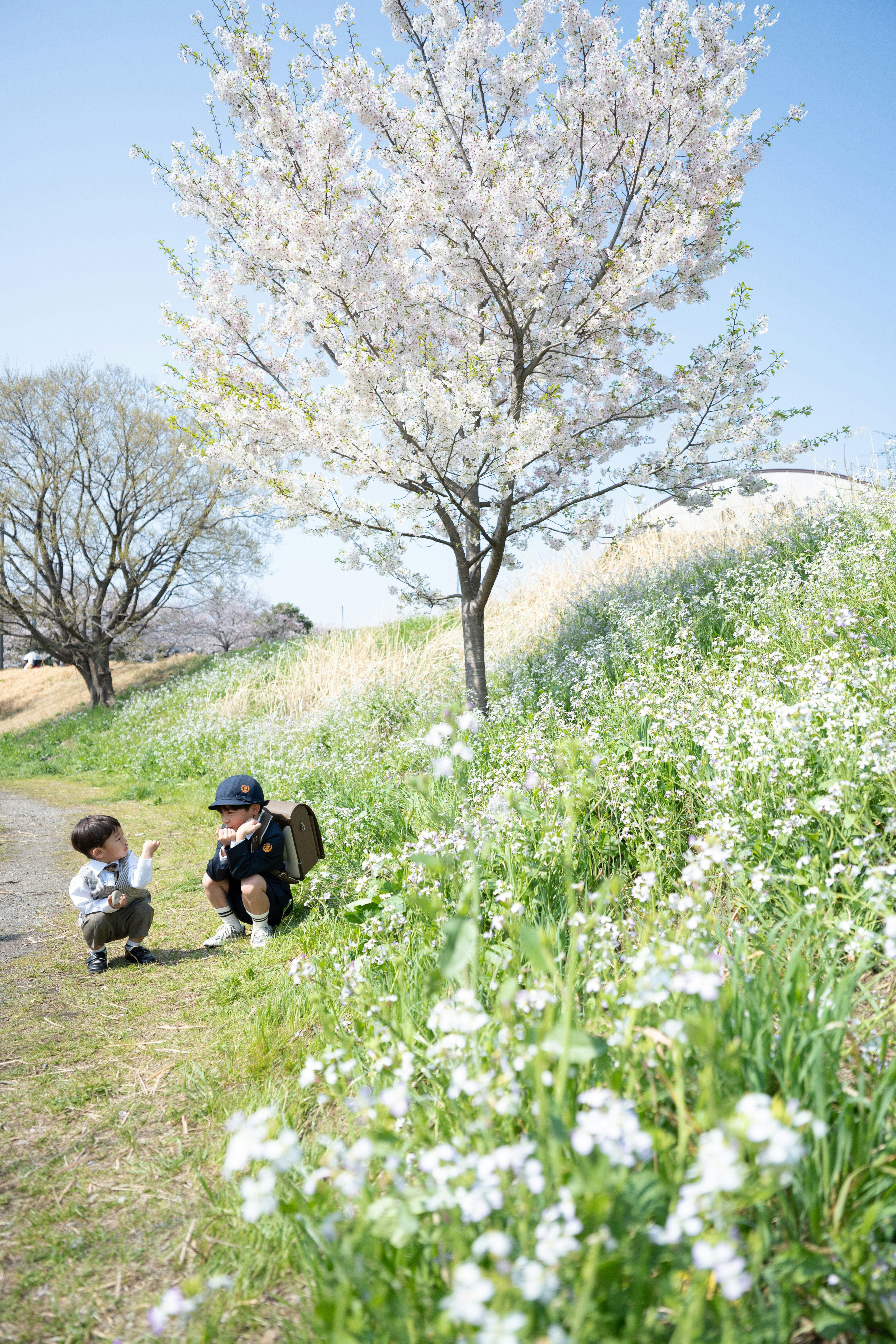 anak-anak memakai pakaian awal baru berpose untuk foto kenang-kenangan di bawah bunga sakura