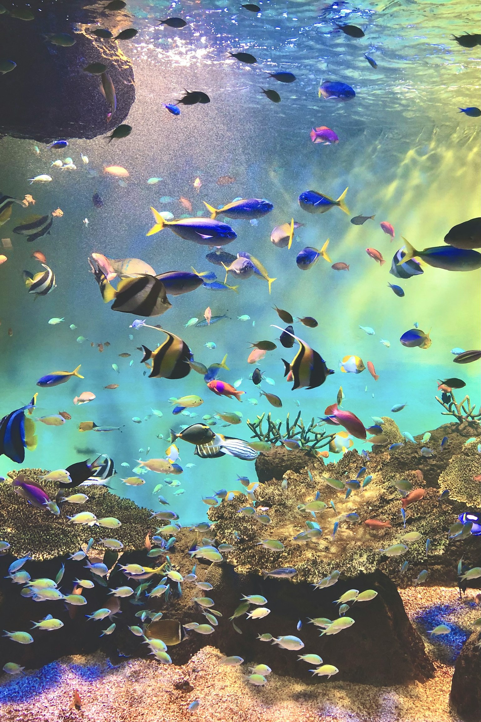 多彩的水下场景，各种色彩斑斓的鱼在游动