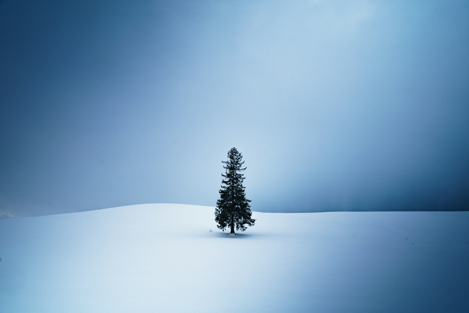 Un albero solitario in un paesaggio innevato con una tonalità blu