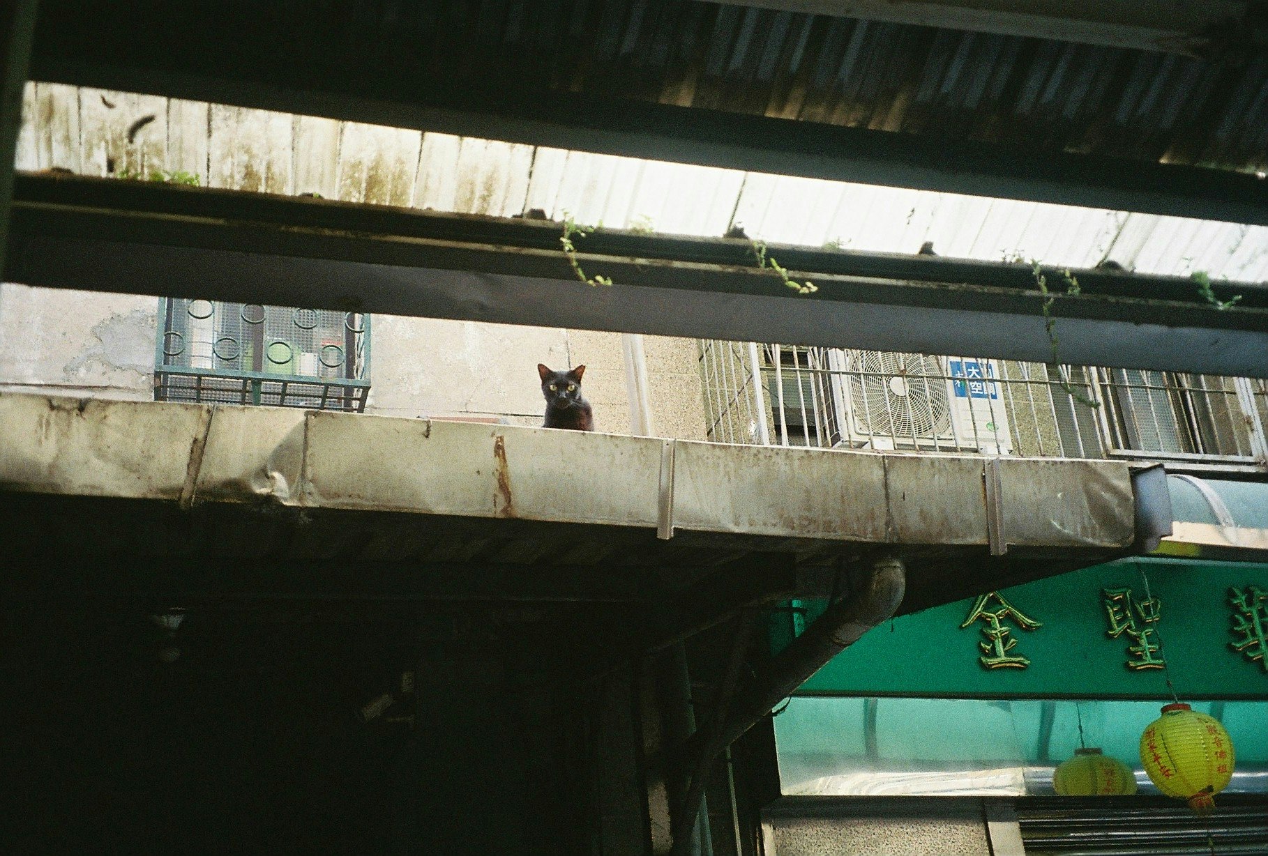 高架下の壁にいる黒い猫