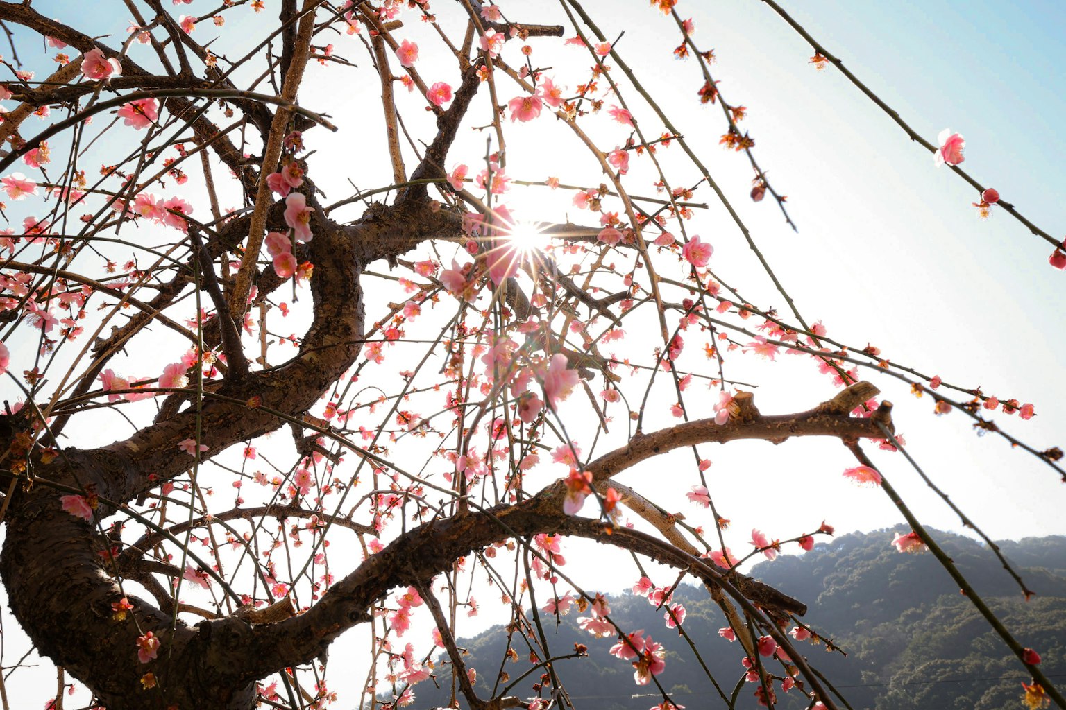 Ein schöner Kirschbaum mit rosa Blüten, beleuchtet von Frühlingslicht