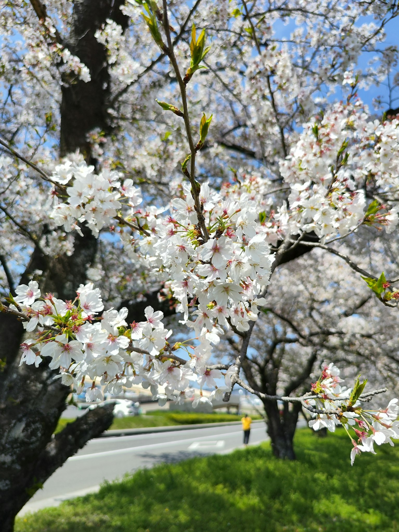 Nahaufnahme eines Kirschbaums mit weißen Blüten
