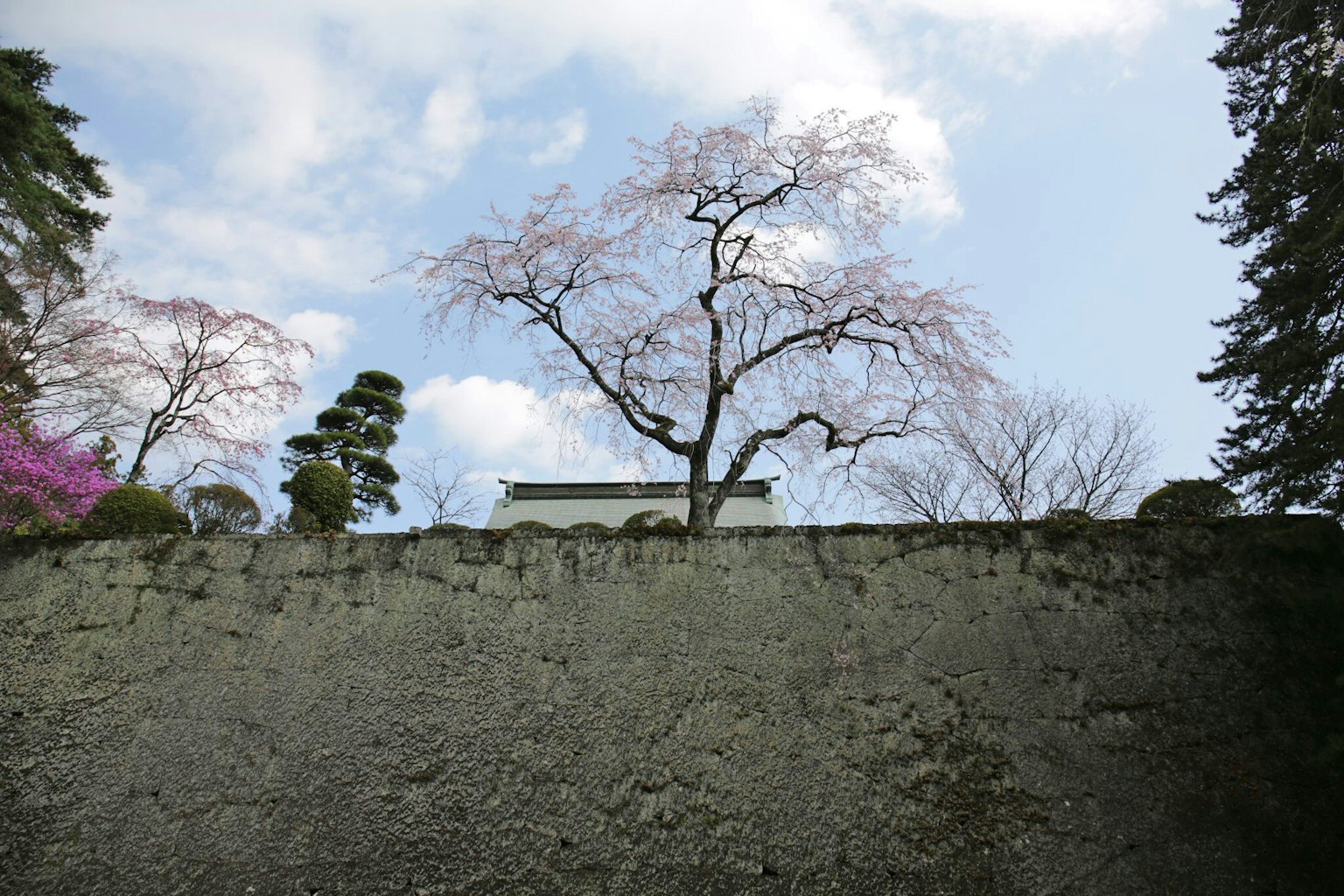 Pemandangan pohon sakura di bawah langit biru terlihat di atas dinding