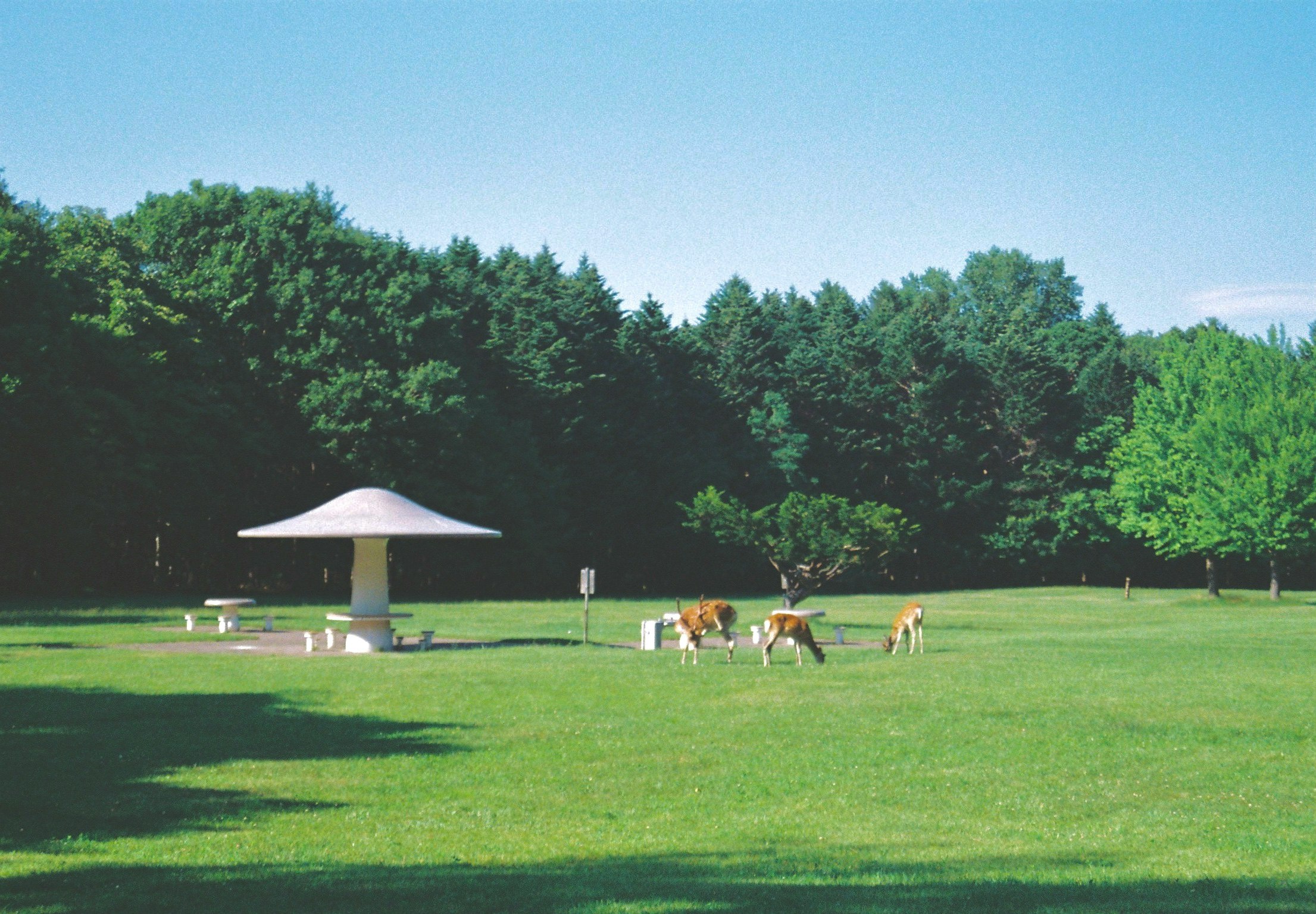 草地上正在吃草的鹿與樹林相映的公園景觀