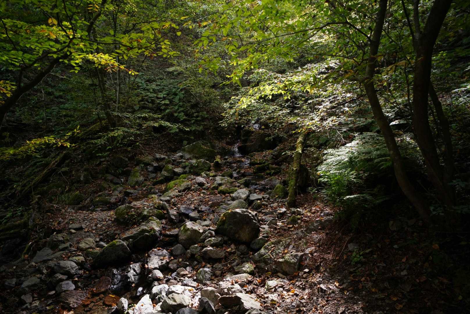 sentier le long d’un ruisseau rocheux entouré d’arbres verts