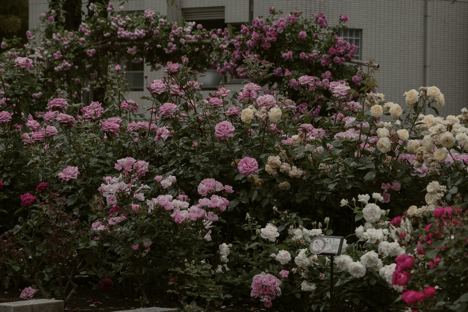 一個盛開著各種粉色和白色玫瑰的花園