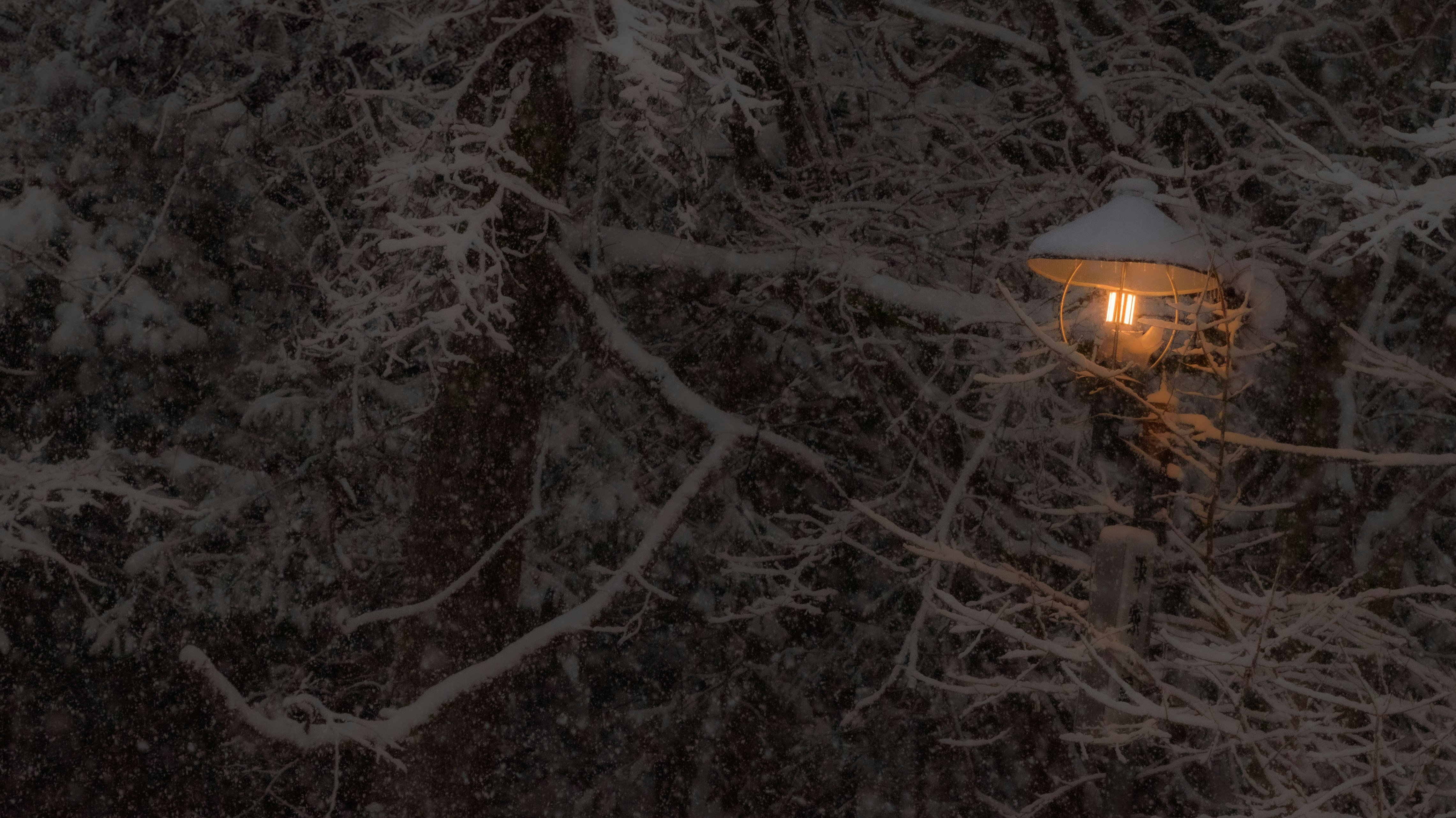 streetlamp glow among snow-covered trees