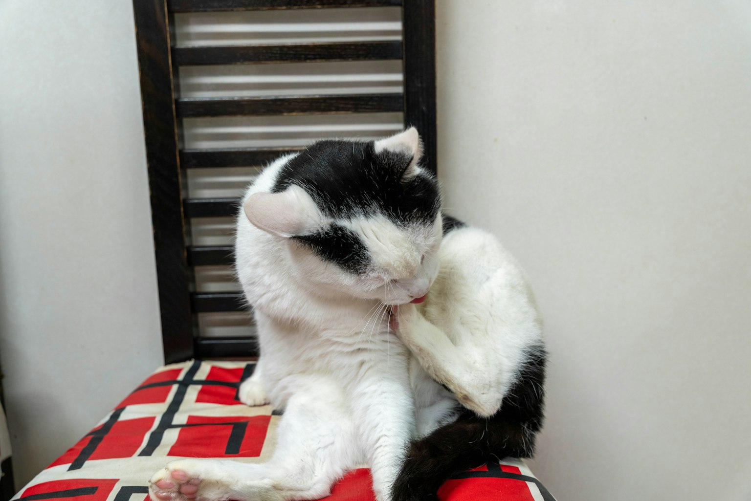 A black and white cat sitting on a red checkered chair grooming its front paw