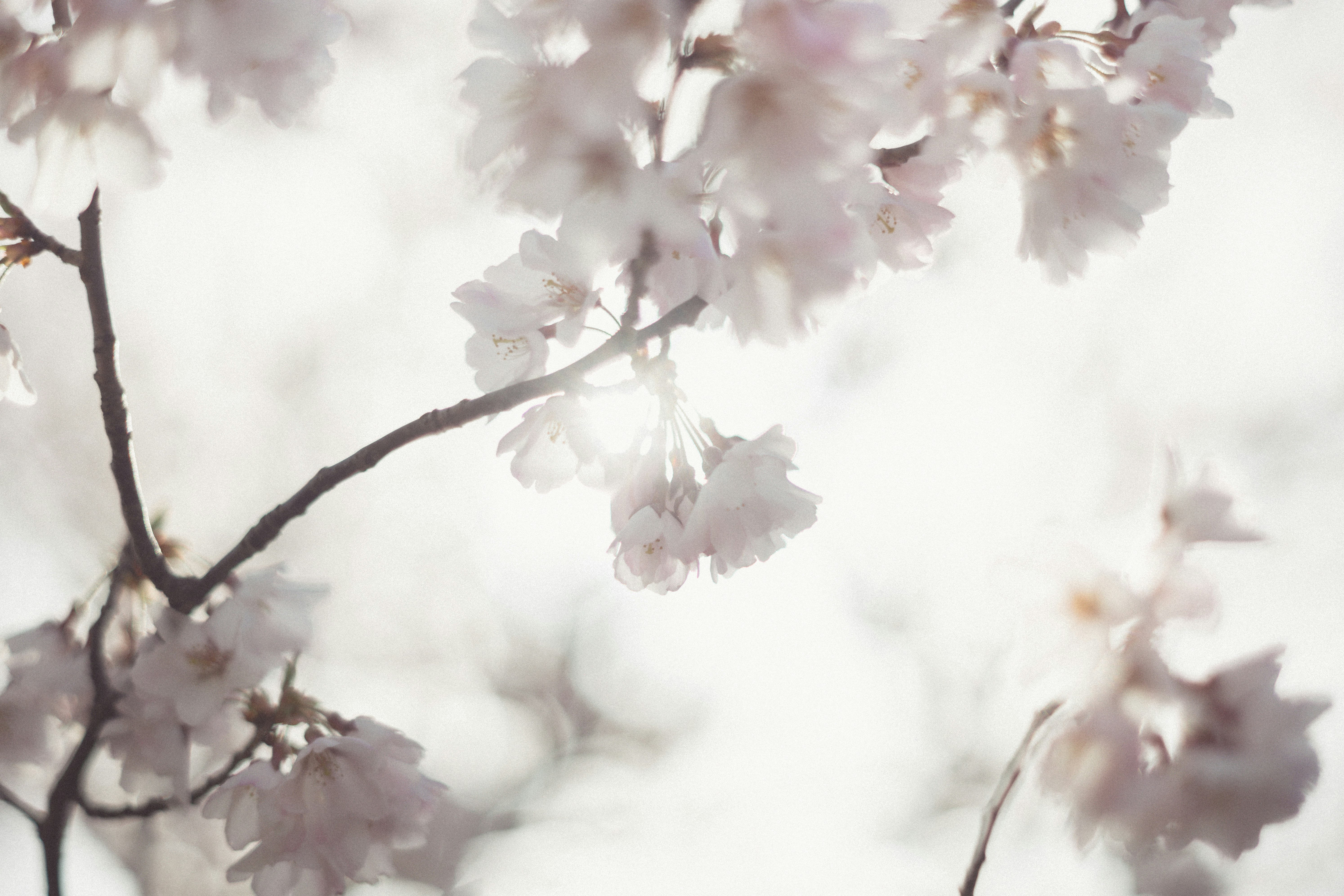 白い花が枝に咲く春の背景