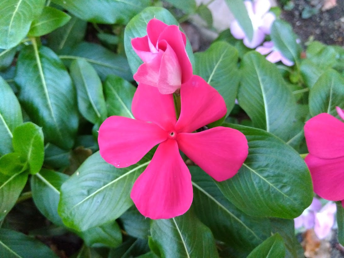 赤い日々草の花と濃い緑の葉が並ぶ植物のクローズアップ