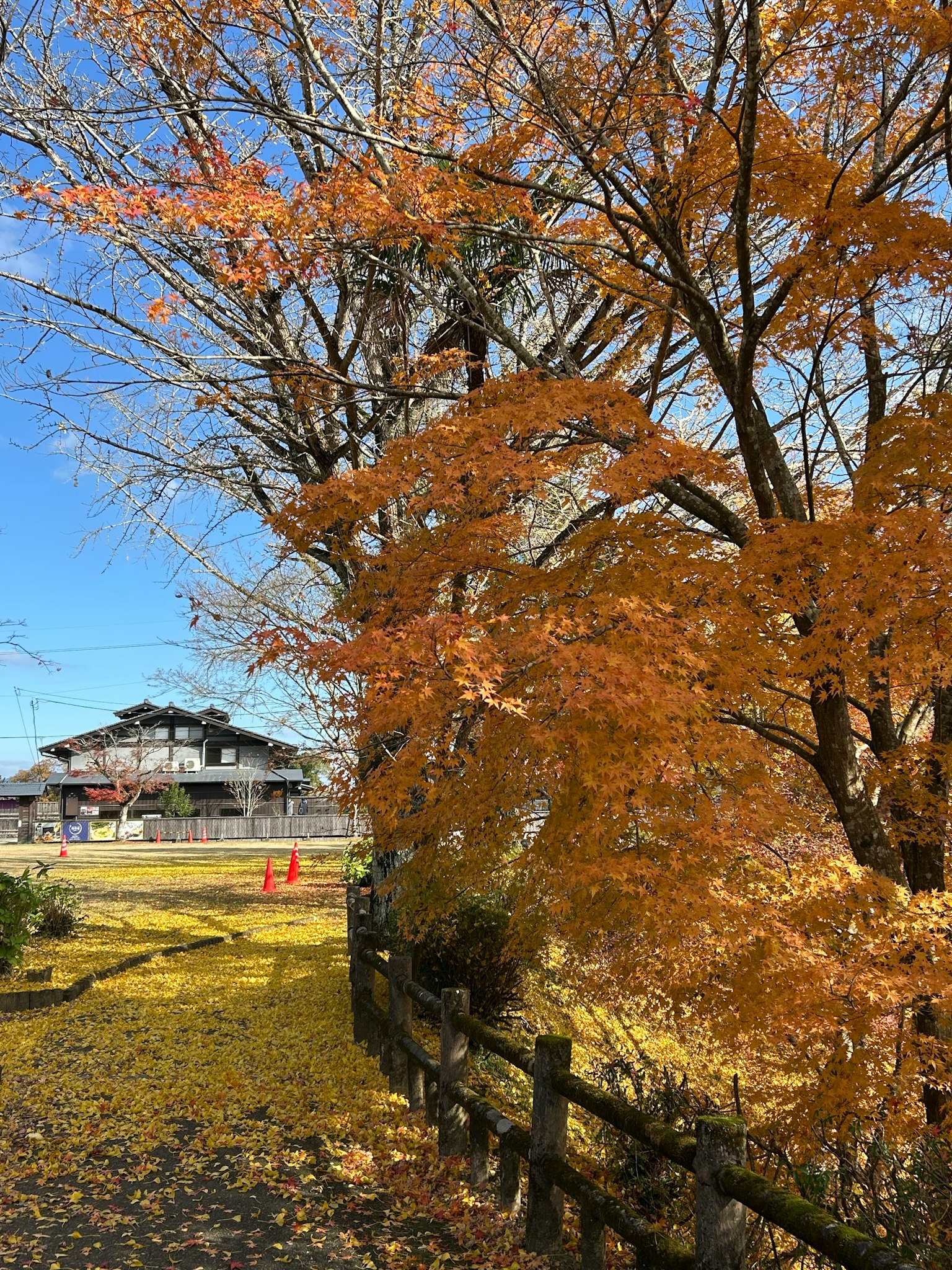 秋天的橙色叶子和传统建筑的风景