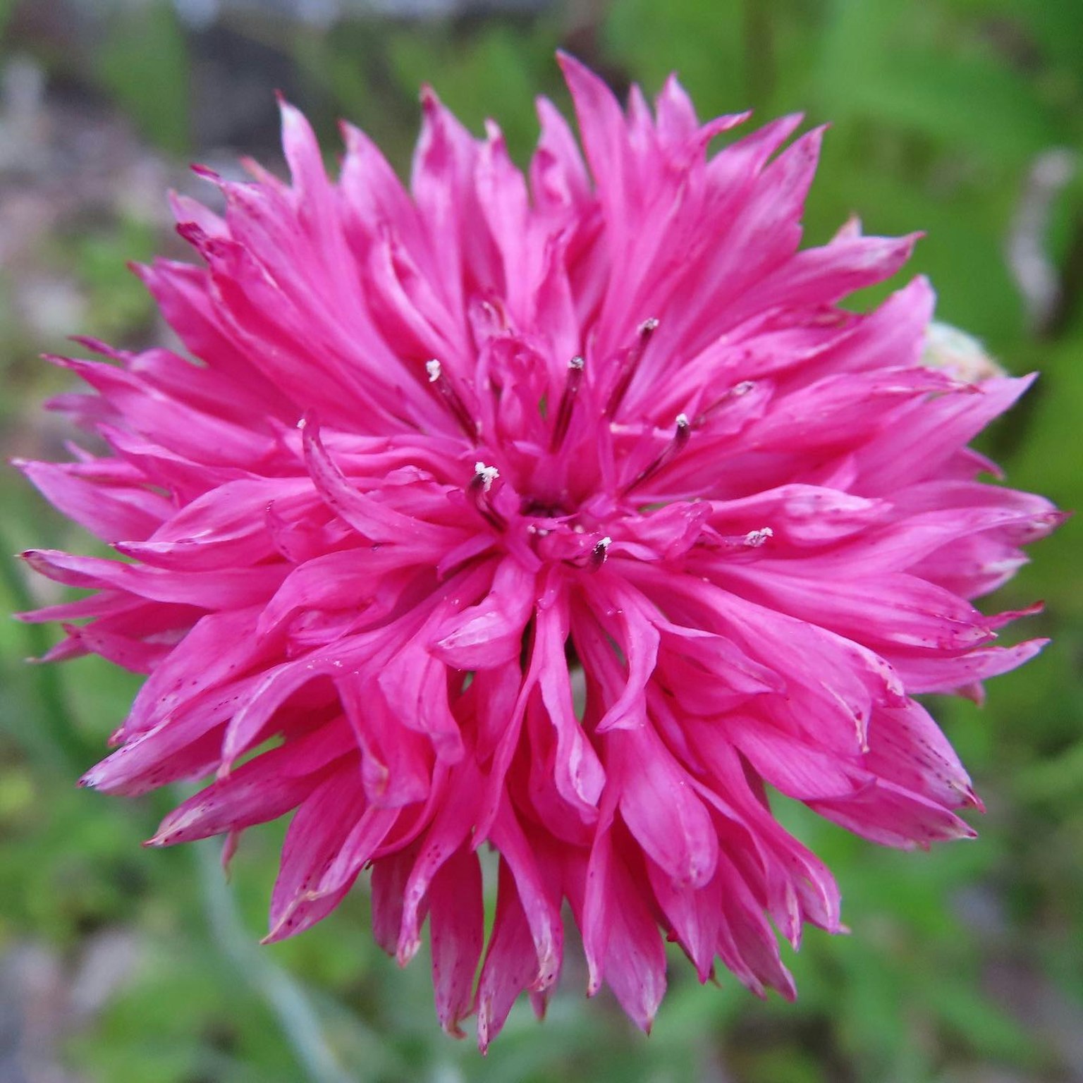 Primo piano di un fiore rosa vibrante con una struttura di petali unica