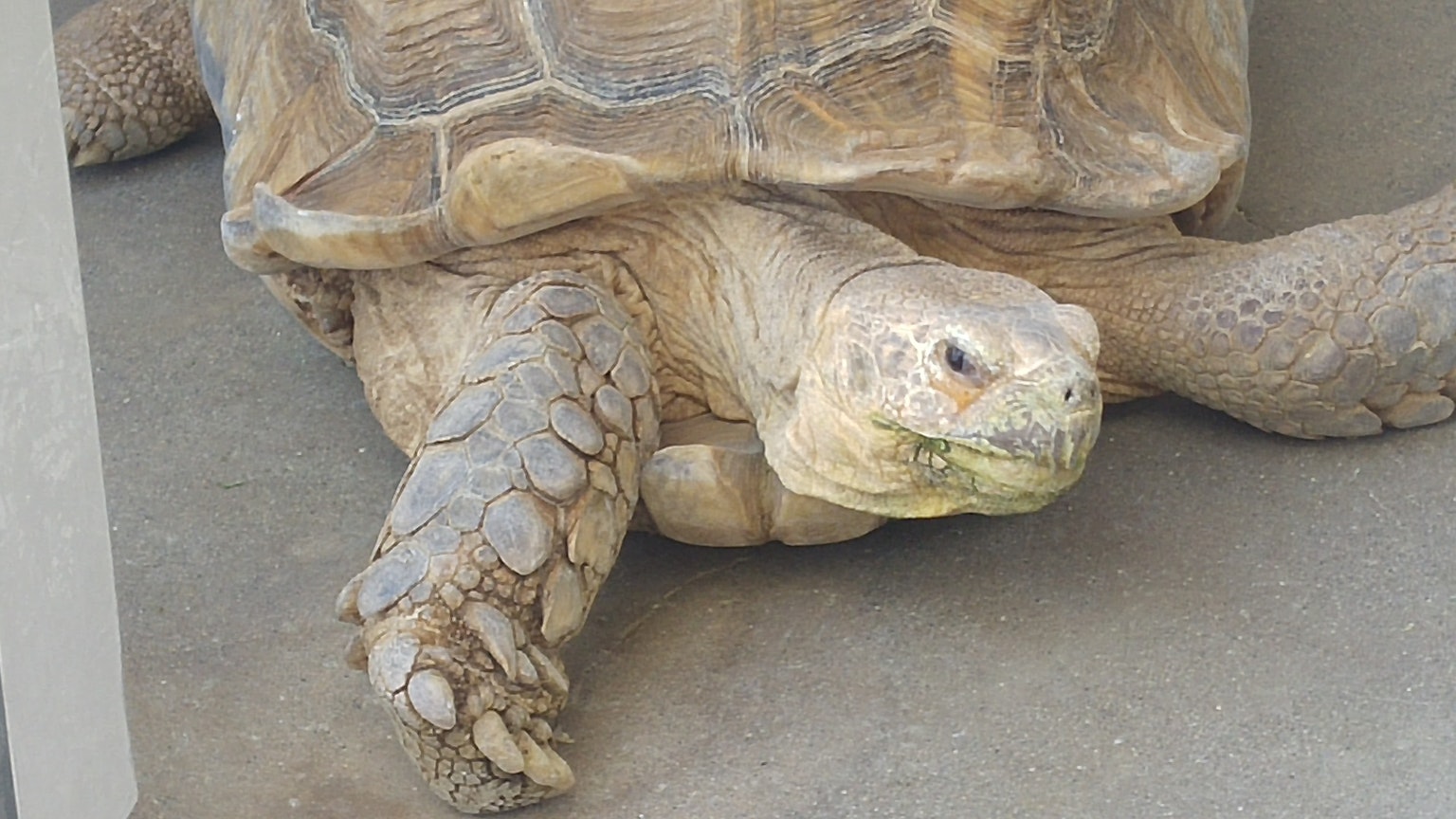 A tortoise resting on the ground