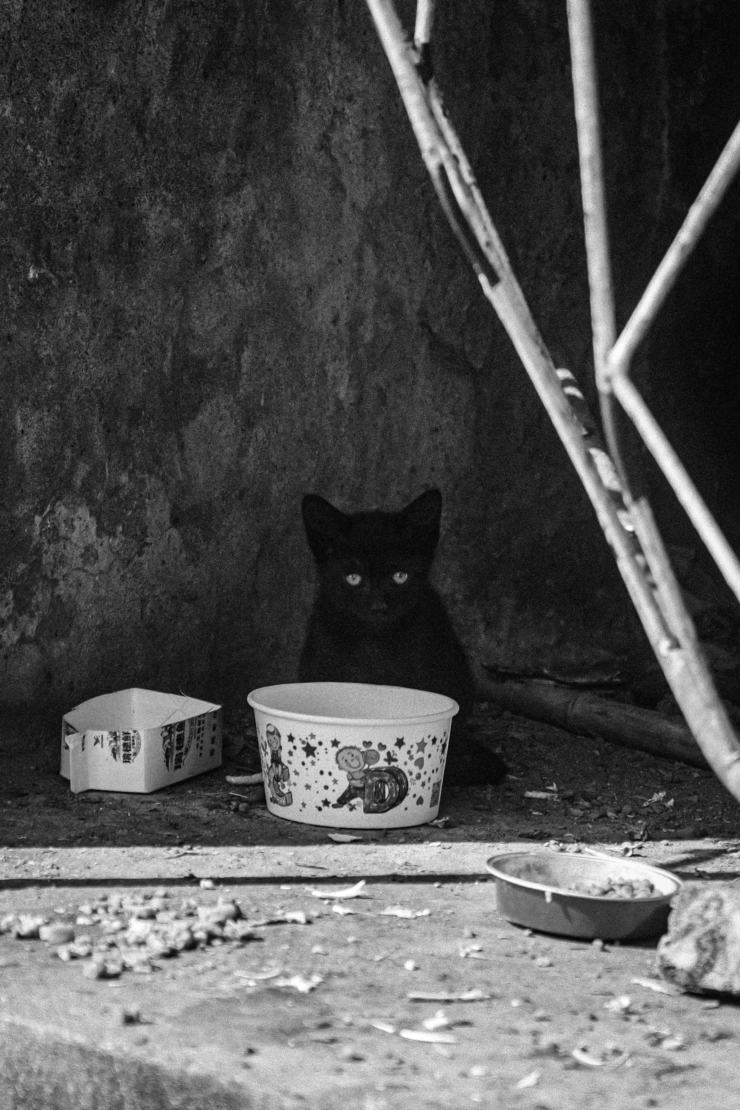 schwarze Katze neben Näpfen für Haustiere an einer Wand in einer Gasse