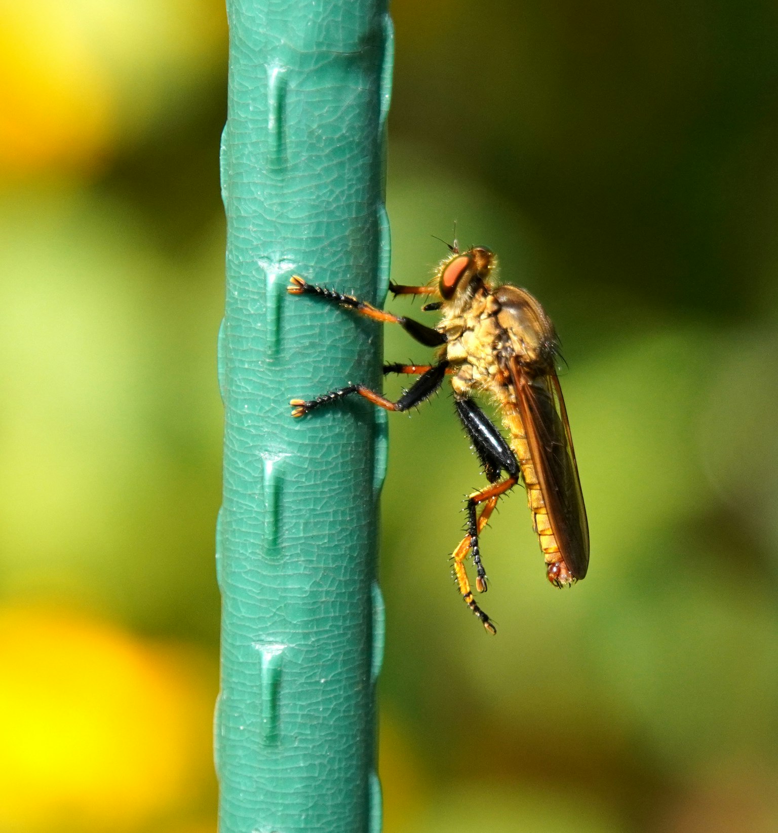 Imagen en primer plano de un insecto posado en un poste verde
