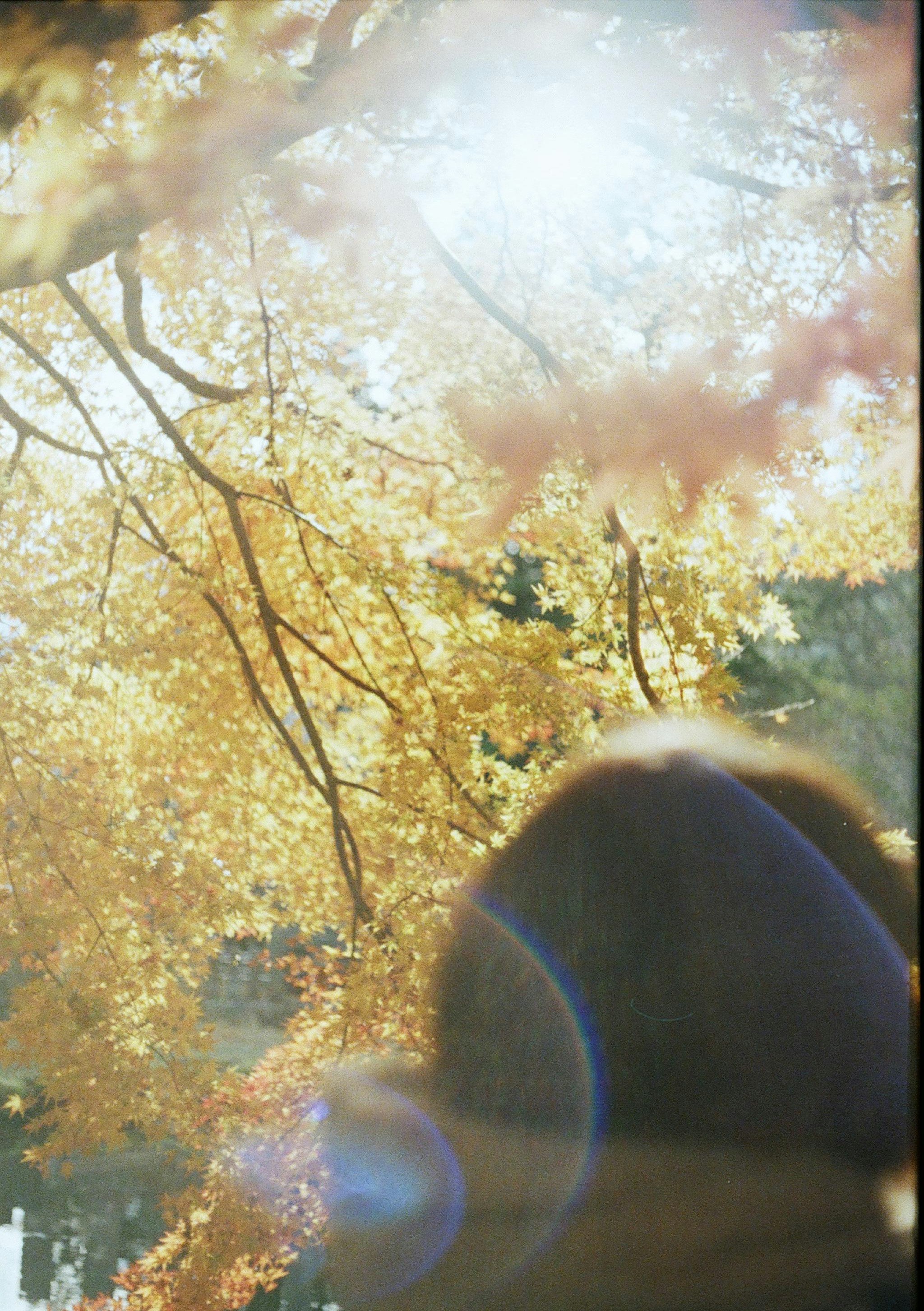 逆光の秋の木々と紅葉の光景