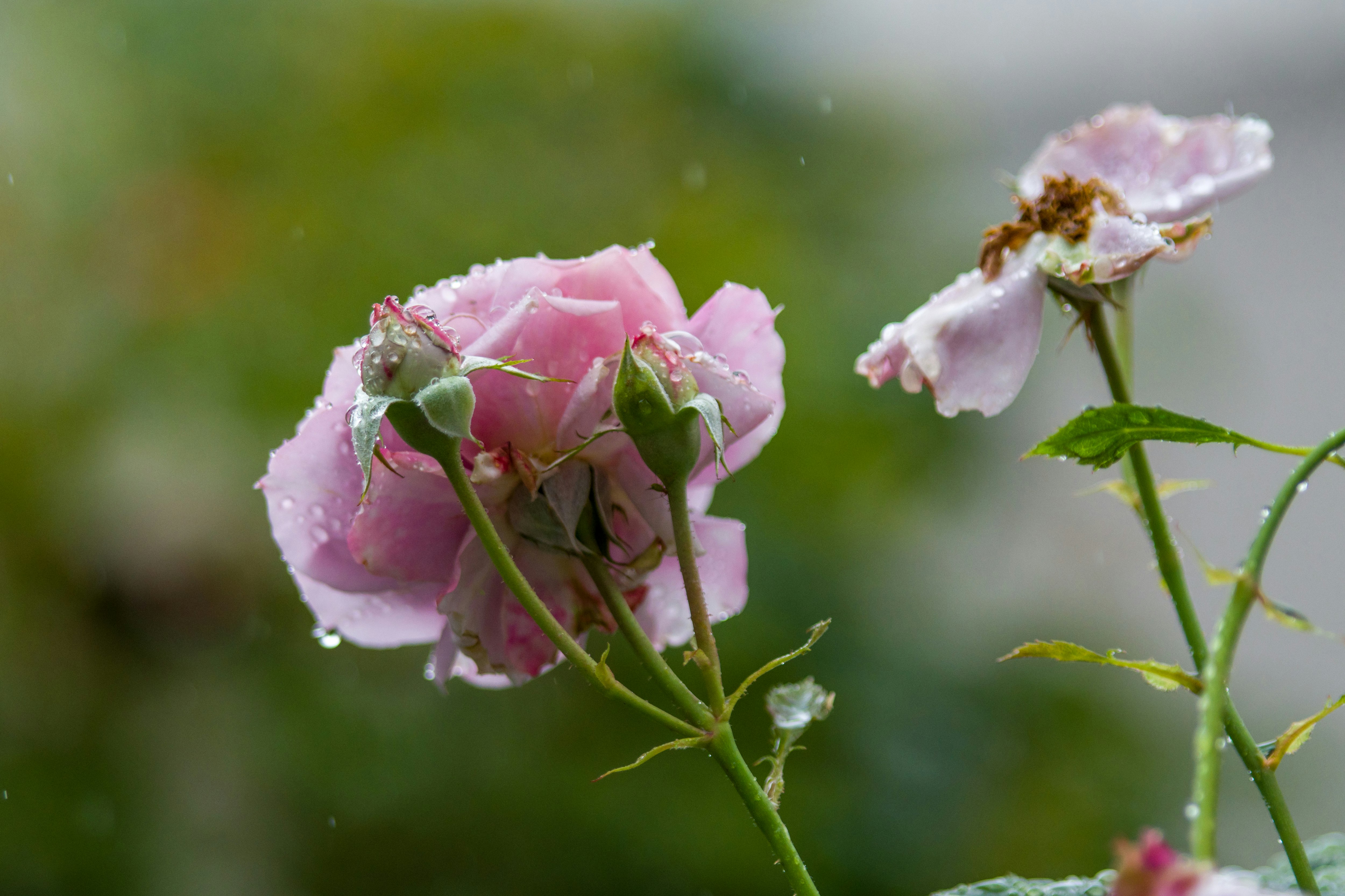 雨粒のついたピンクのバラの花とつぼみ