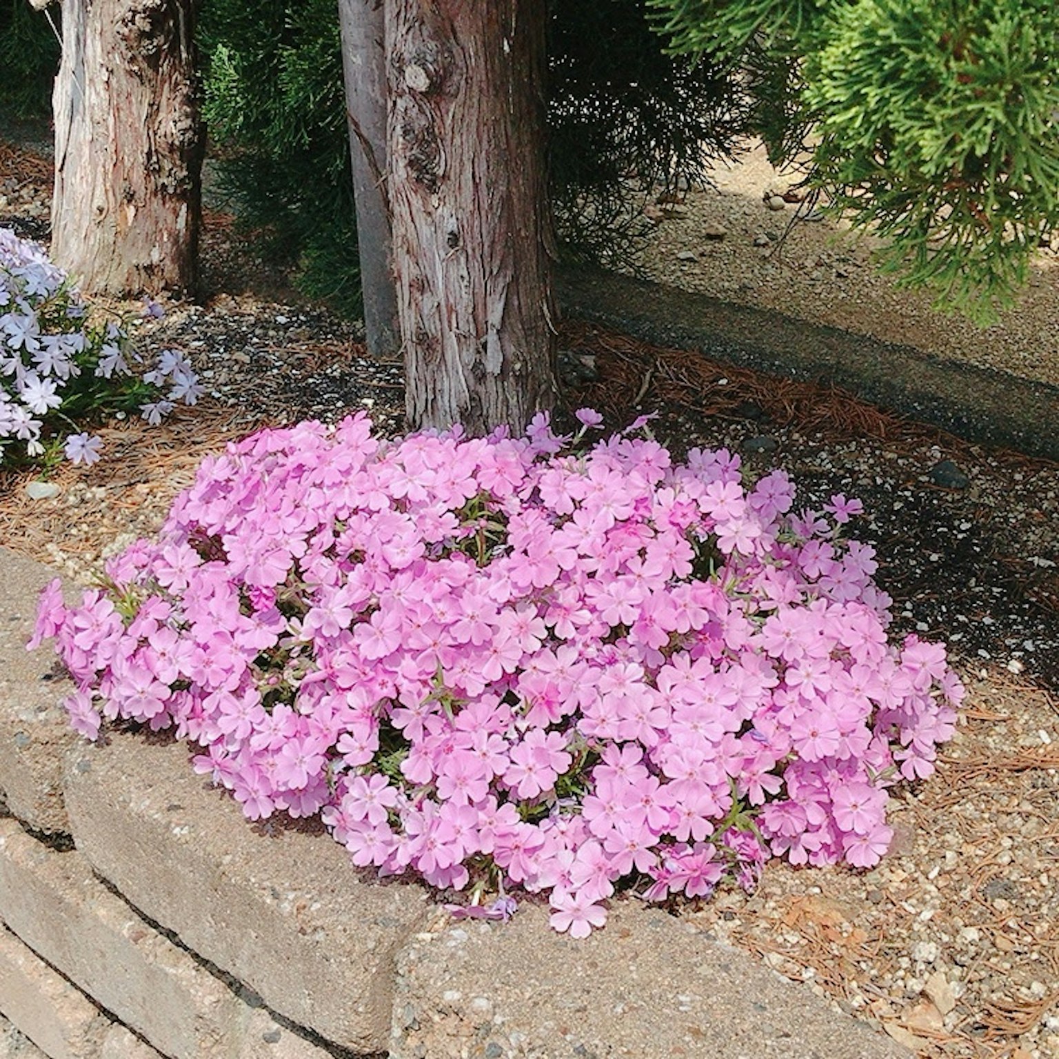 一簇粉色花朵在樹旁盛開於花園
