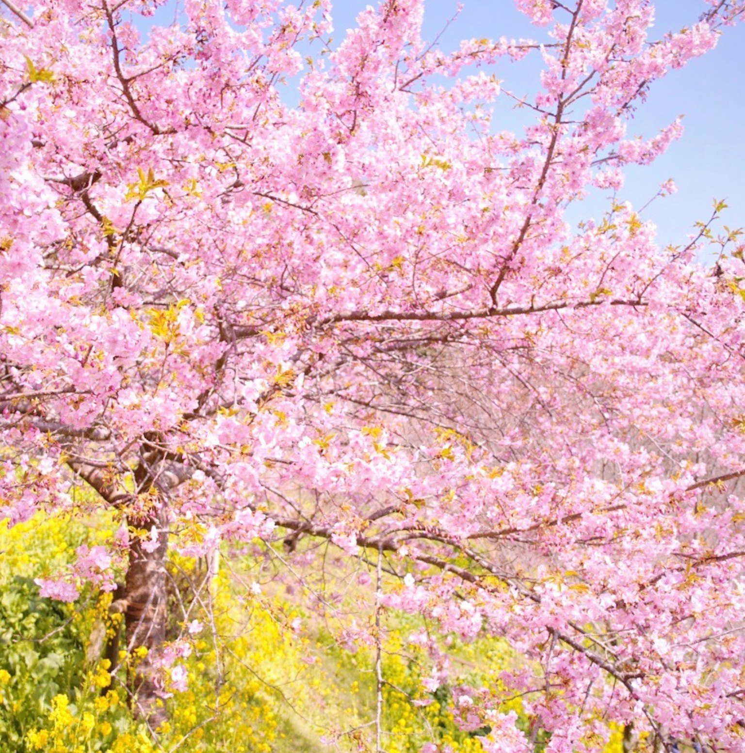 Albero di ciliegio in fiore con fiori gialli