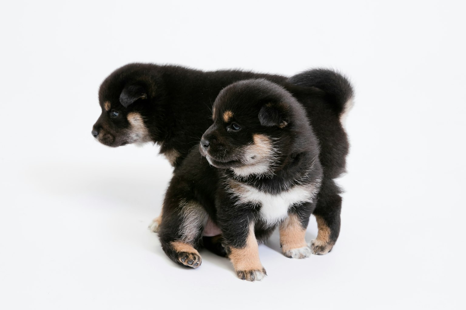 Dos cachorros negros con marcas marrones sobre un fondo blanco