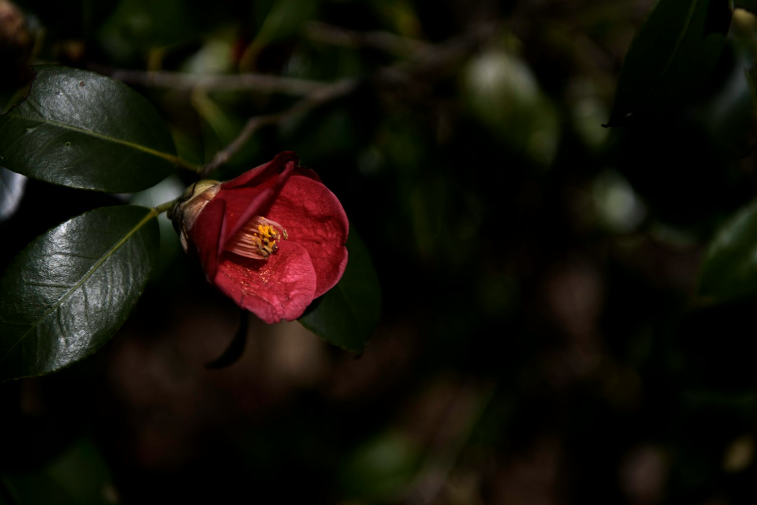Fleur de camélia rouge épanouie parmi les feuilles vertes