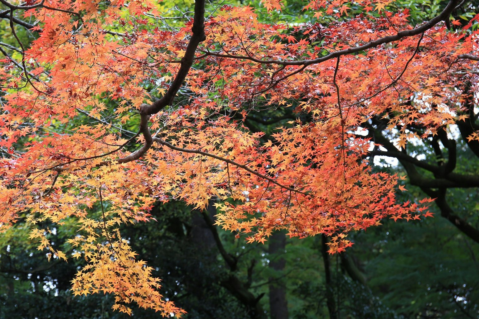 Vibrant orange and red leaves of autumn trees