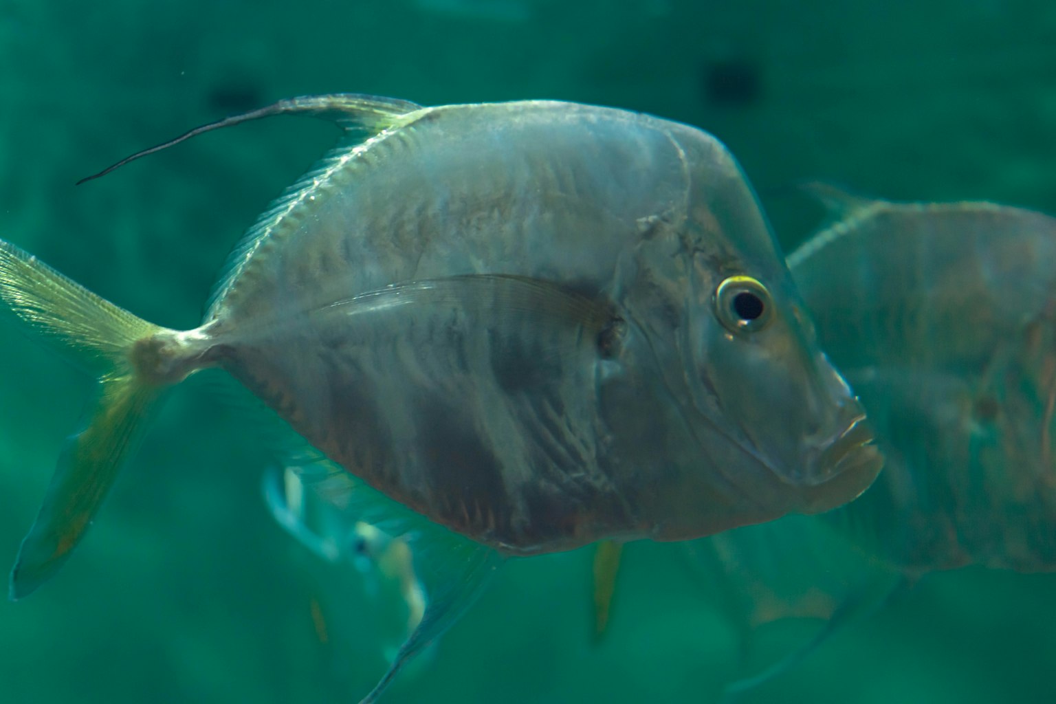 Nahaufnahme eines Fisches, der unter Wasser schwimmt, mit einem glatten, silbernen Körper