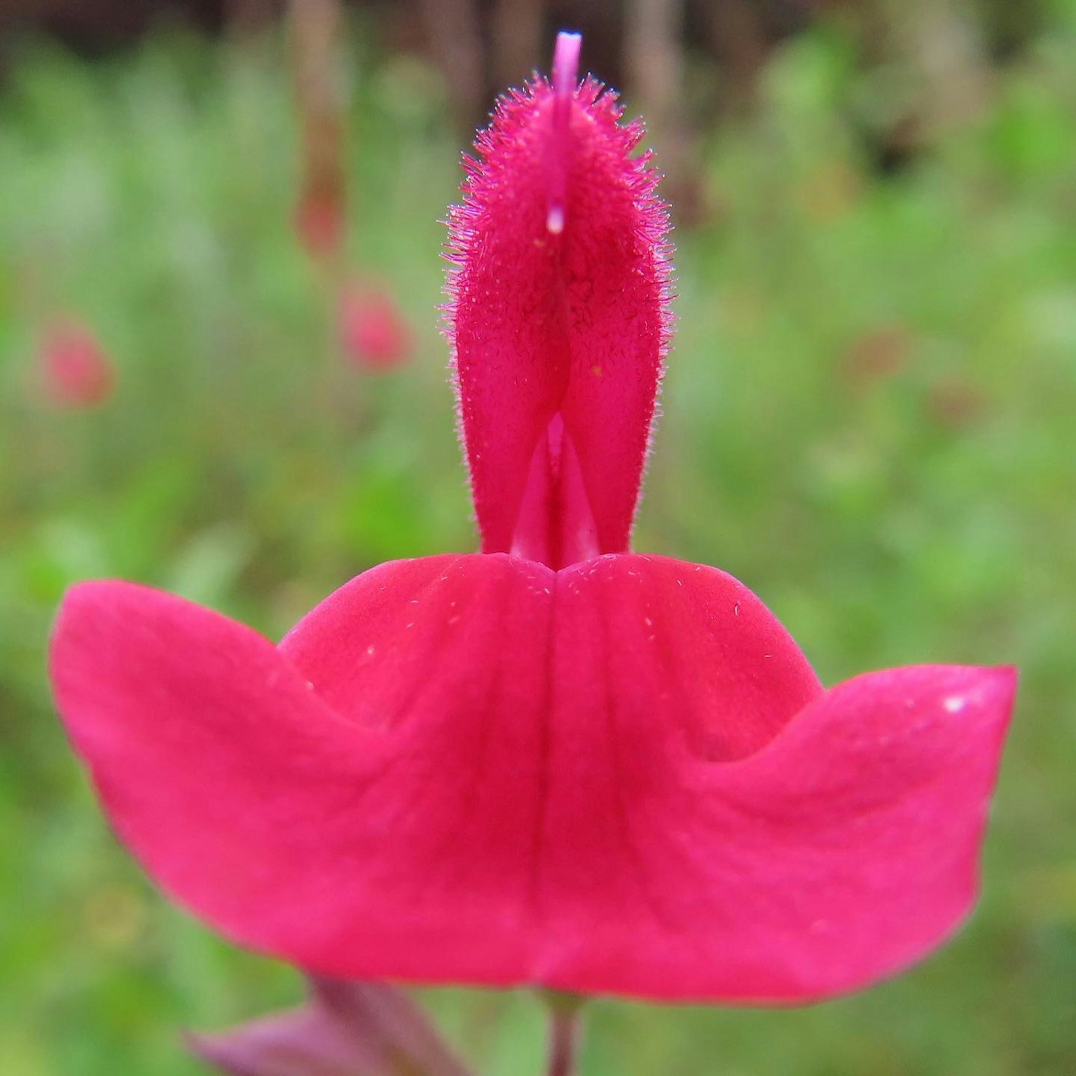 Close-up of a vibrant red flower featuring fuzzy structures