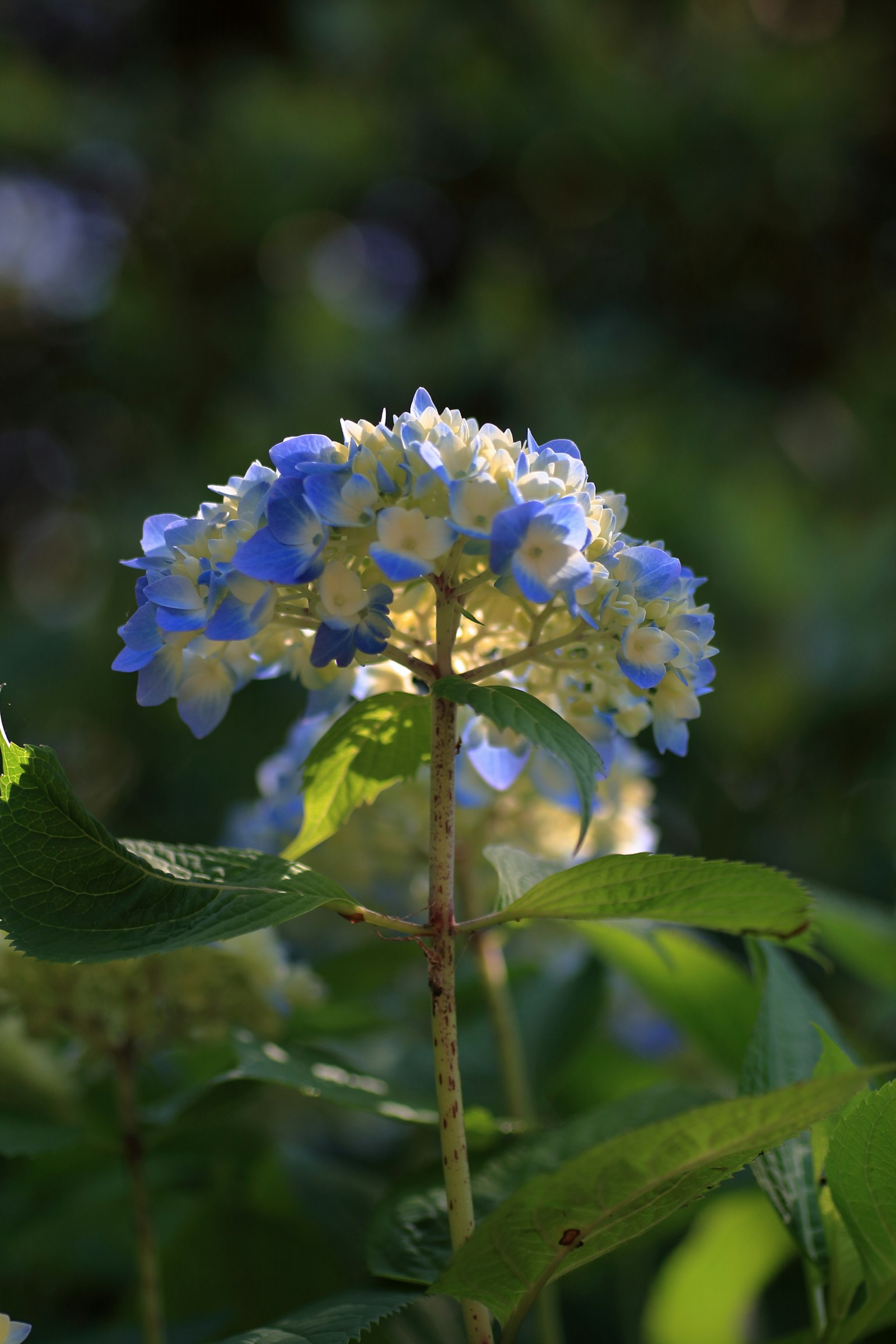 Bella pianta di ortensia con un mix di fiori blu e bianchi