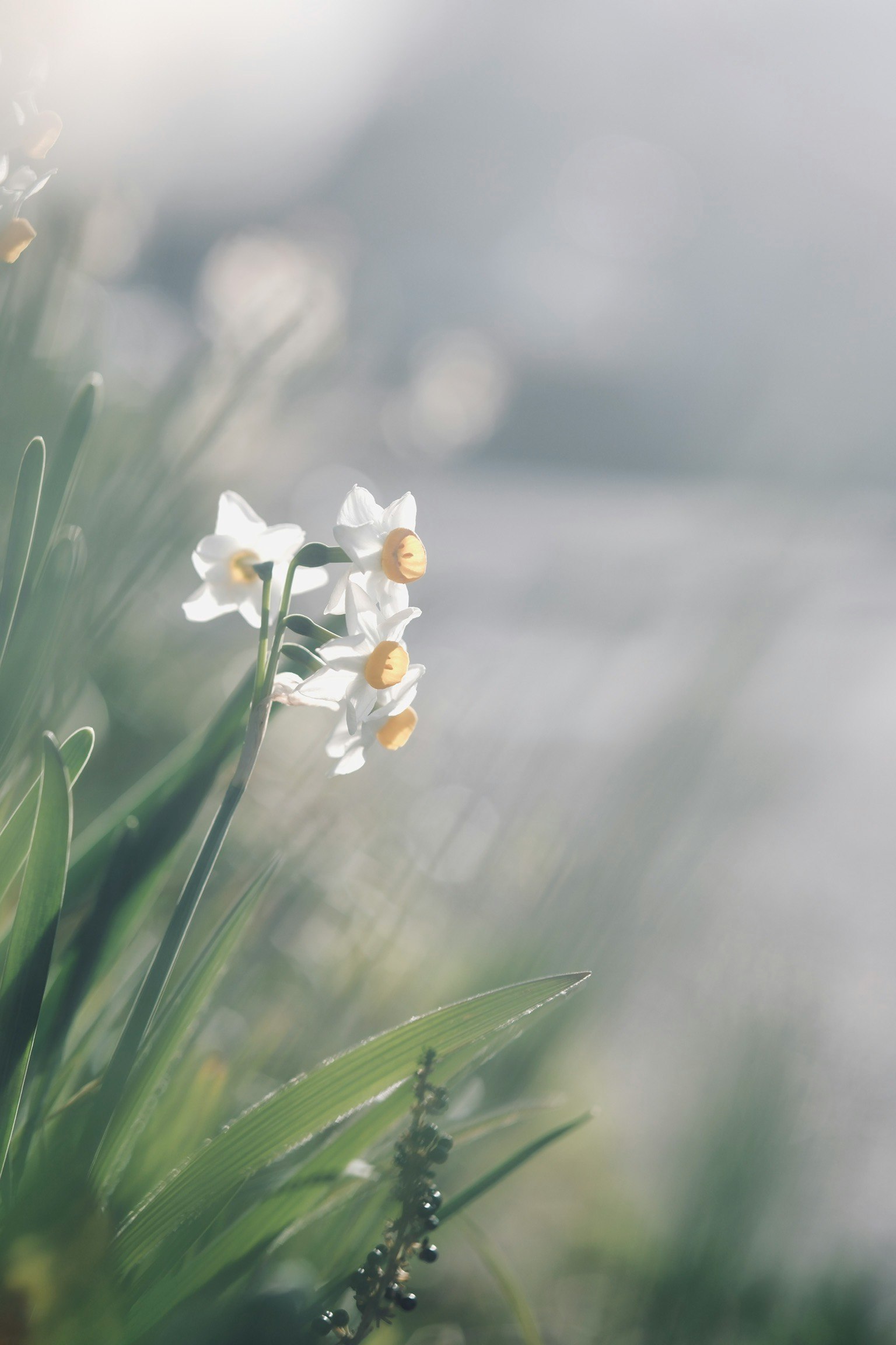 白い花と緑の葉が霧の中に見える柔らかい風景