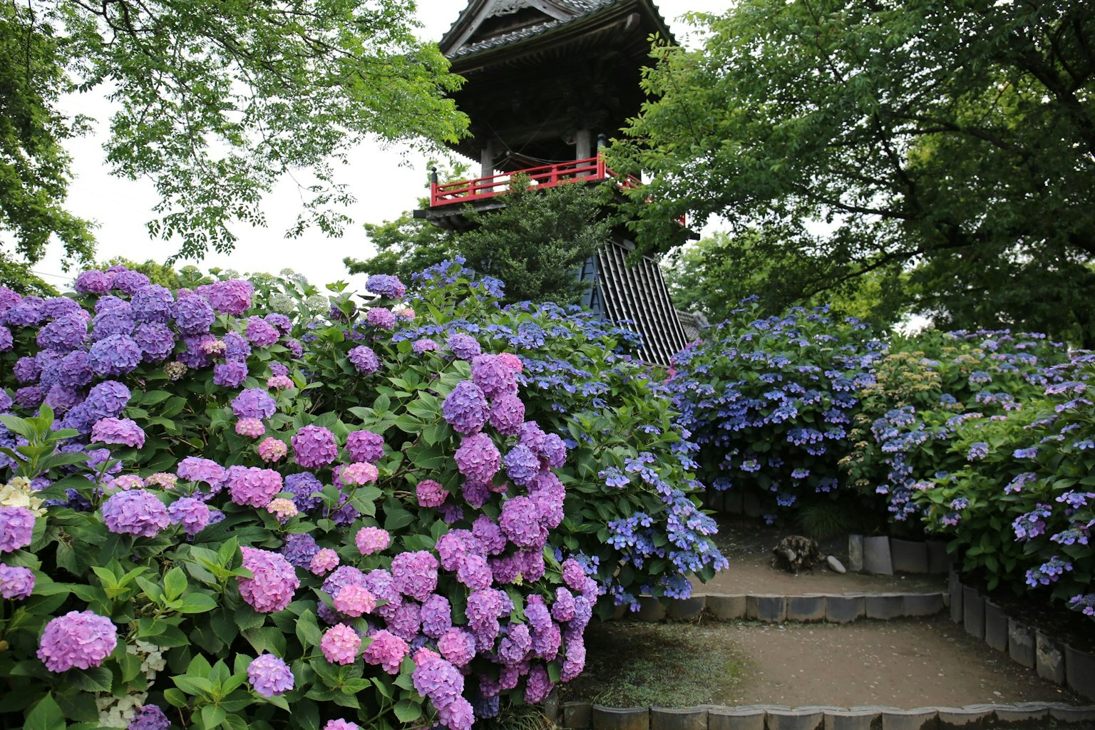 Pemandangan indah struktur tradisional dikelilingi oleh bunga hydrangea dan pohon