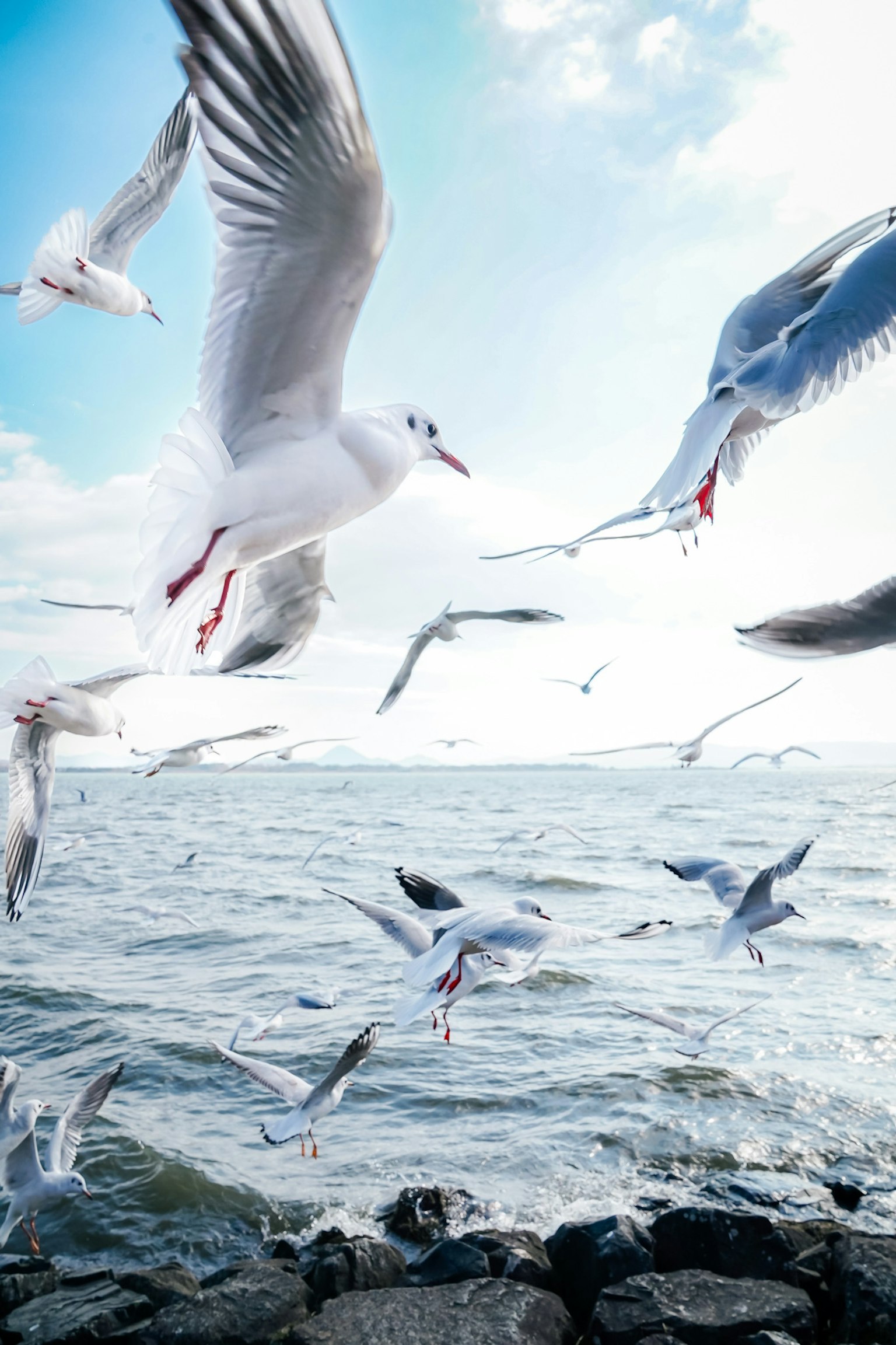 Sekelompok burung camar terbang di atas laut dengan langit biru cerah dan permukaan air