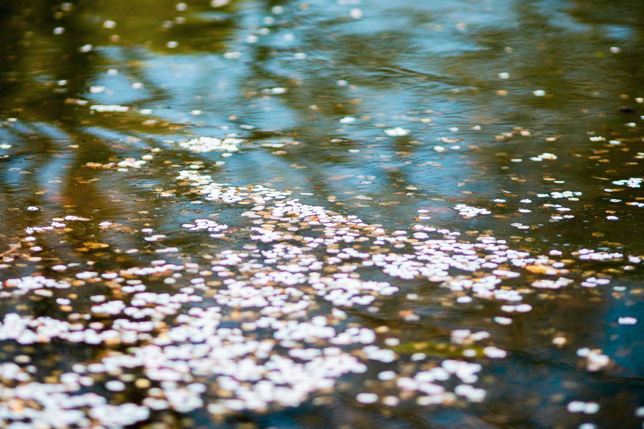 水面に浮かぶ小さな花びらのような光の反射