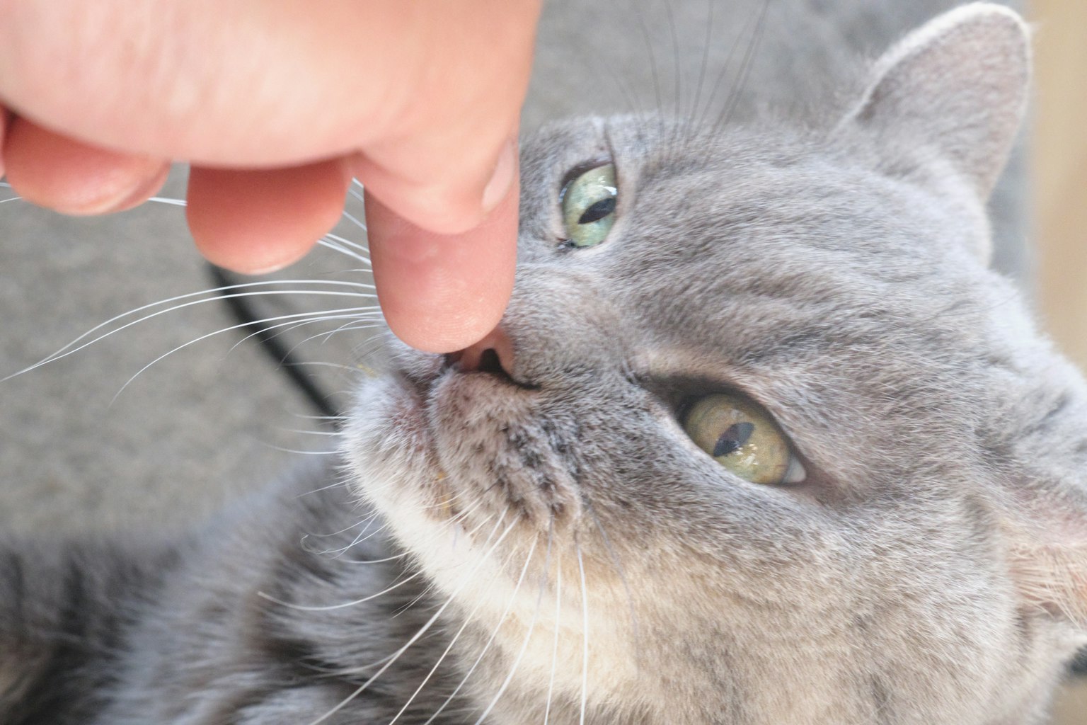 Gatto grigio che interagisce con un dito umano