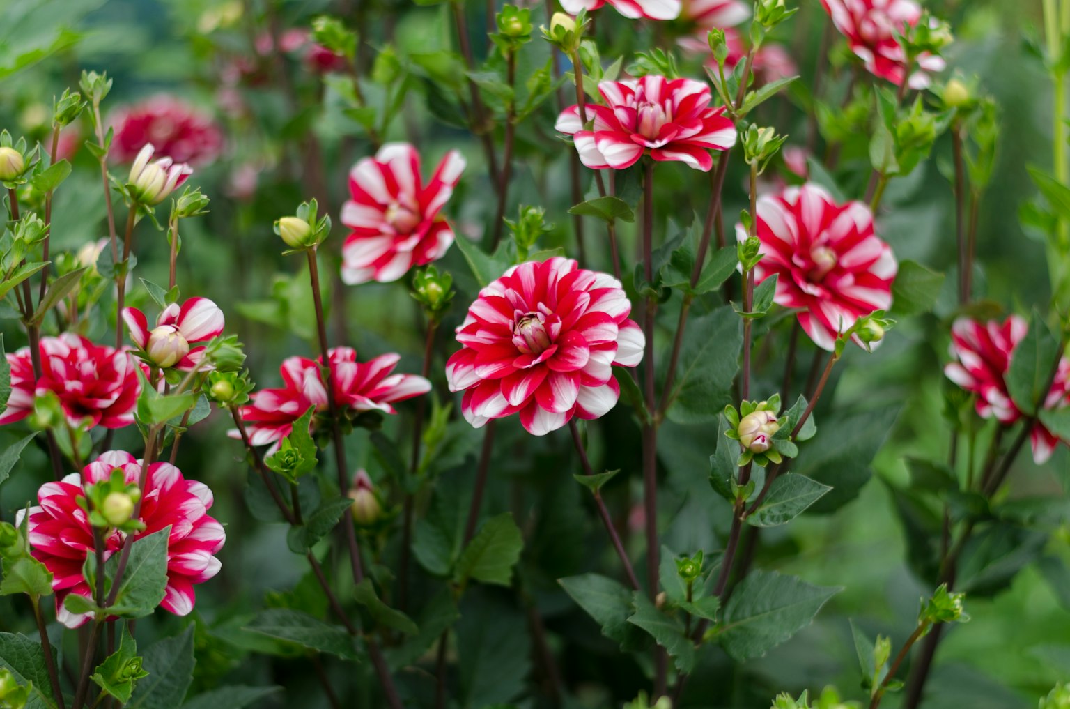 Schöne Szene mit rot-weißen gestreiften Dahlienblüten, die unter grünem Laub blühen