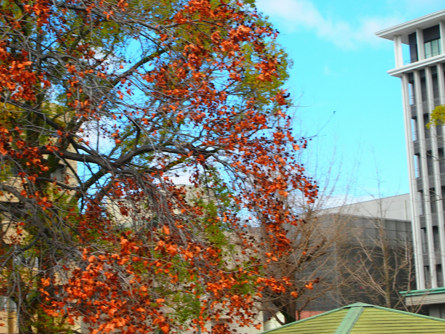 A view of a tree with orange leaves against a blue sky and buildings