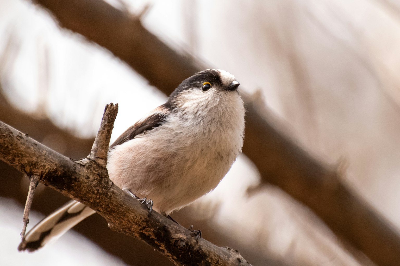 Ein kleiner Vogel sitzt auf einem Ast