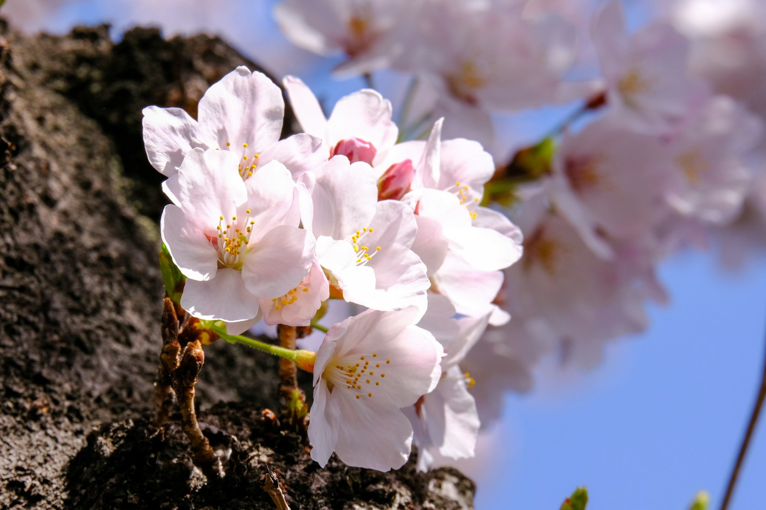 Cherry blossoms blooming under a blue sky