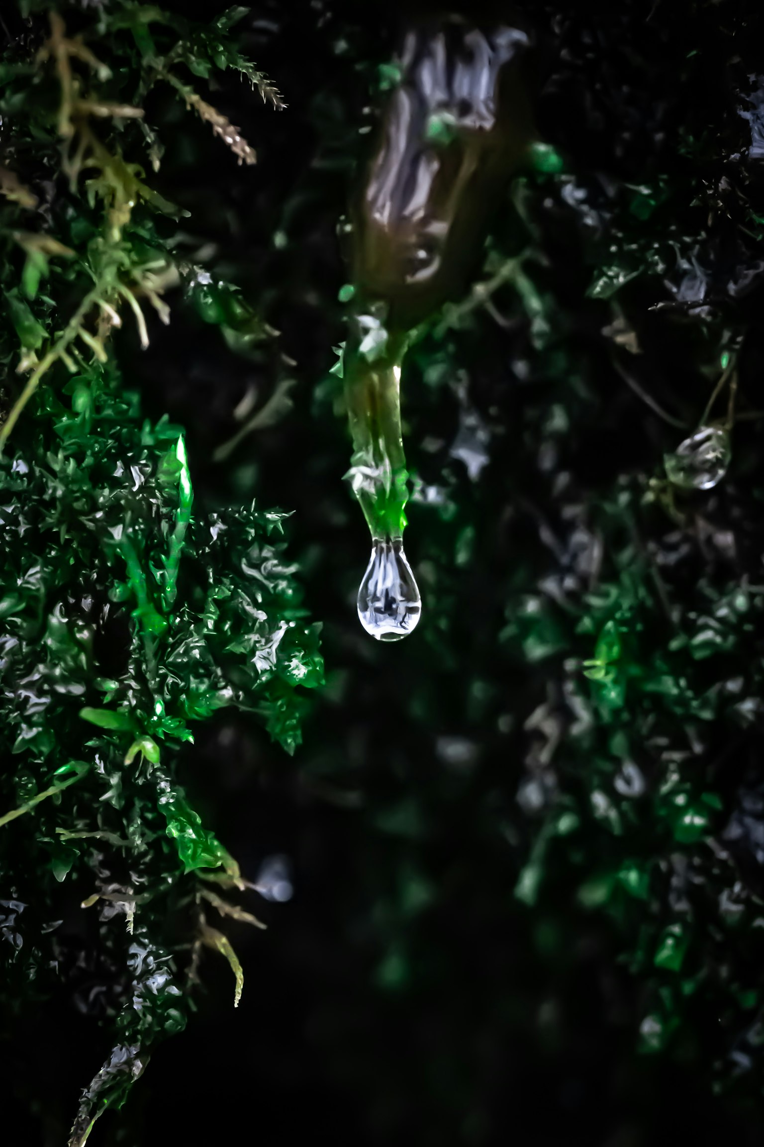 綠色苔蘚上懸掛的水滴特寫