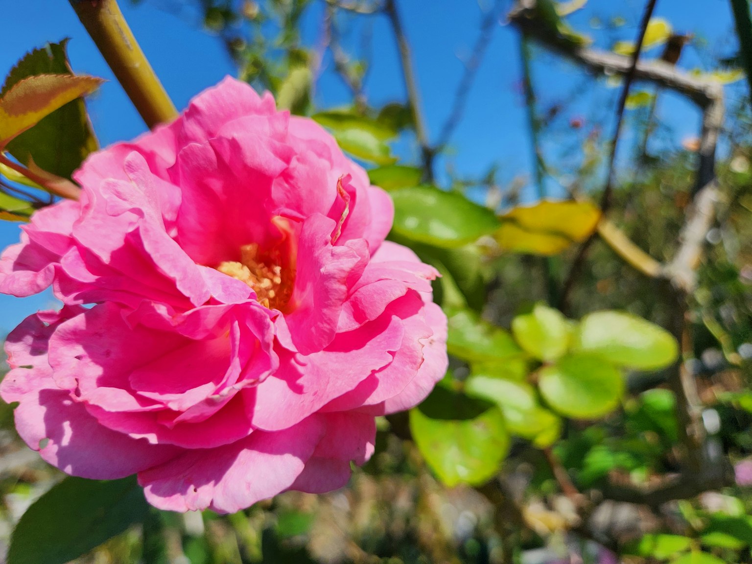 Flor rosa floreciendo contra un cielo azul