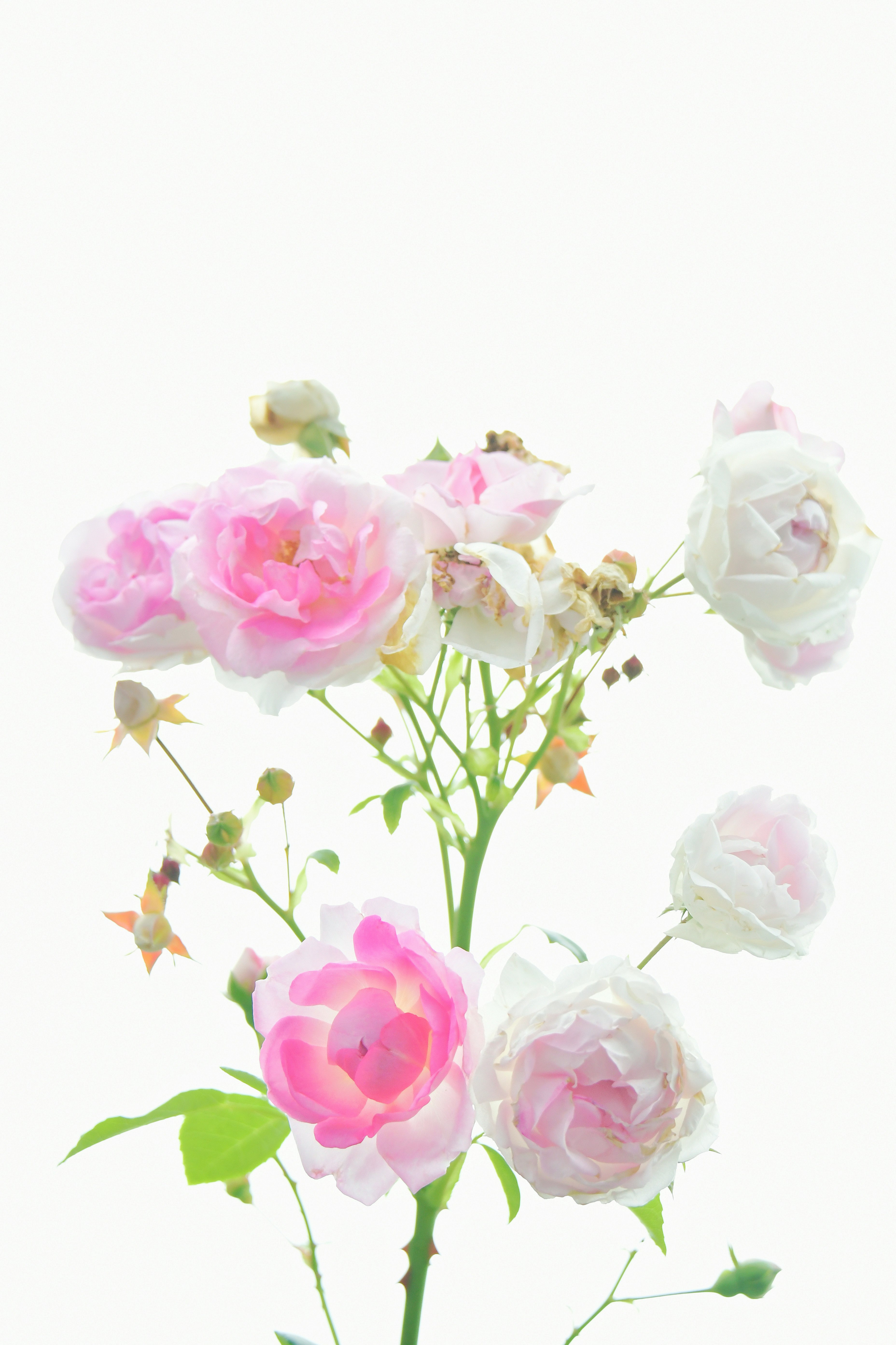 ハイキーな背景に咲くバラの花束