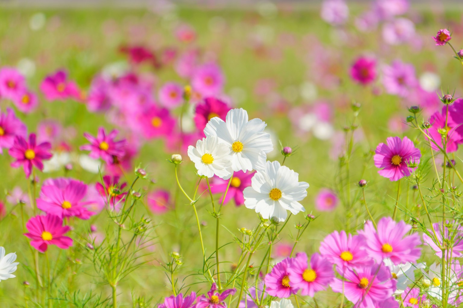 Un campo vibrante de flores de cosmos en rosa y blanco