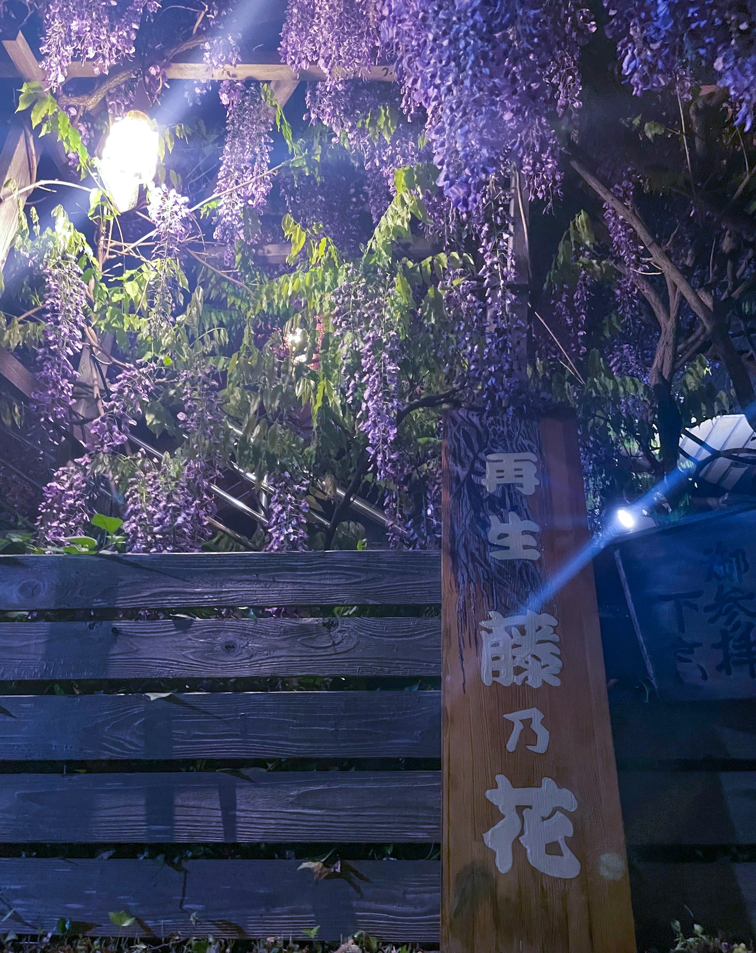 Ein Schild unter lila Glyzinienblüten mit Nachtbeleuchtung