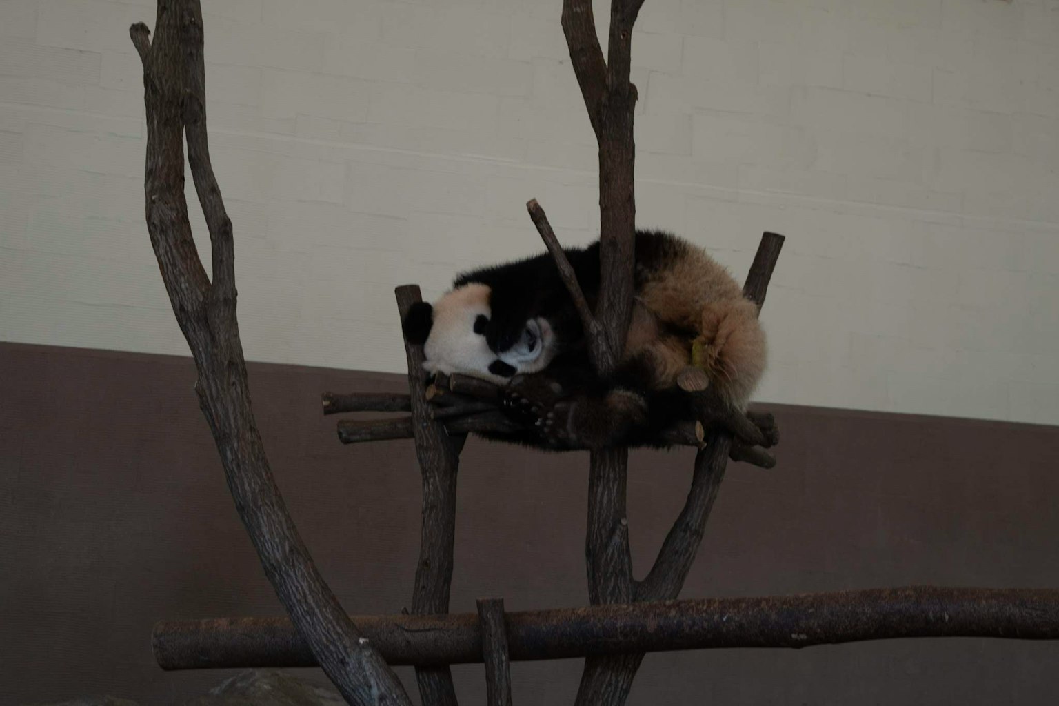 Hewan mirip panda duduk di atas cabang
