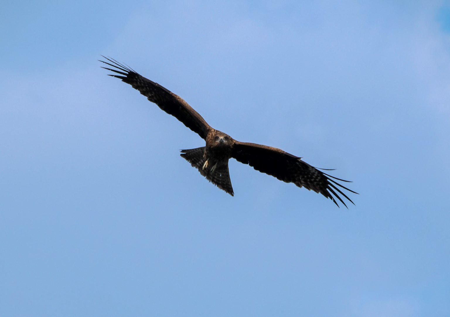 Adler, der mit ausgebreiteten Flügeln gegen einen blauen Himmel fliegt