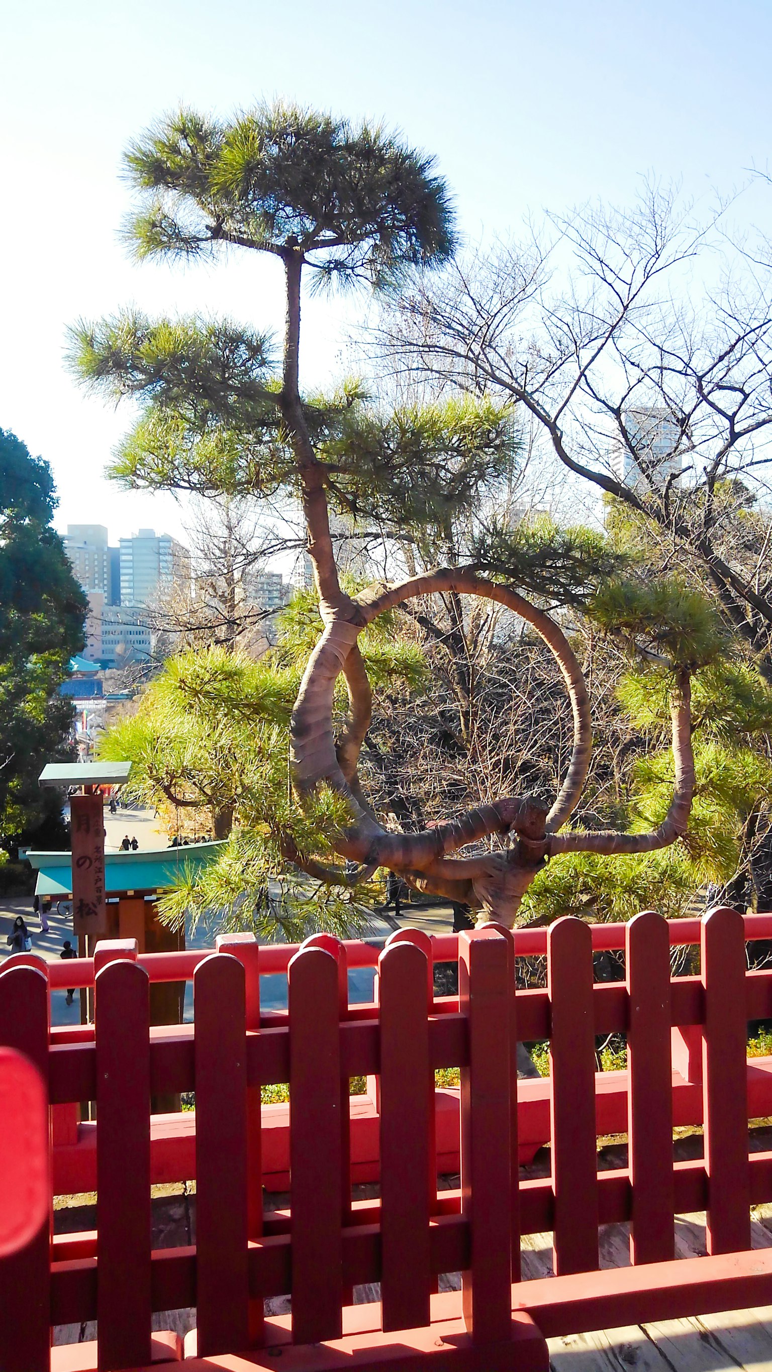 独特形状的松树在红色围栏后面，背景是城市景观